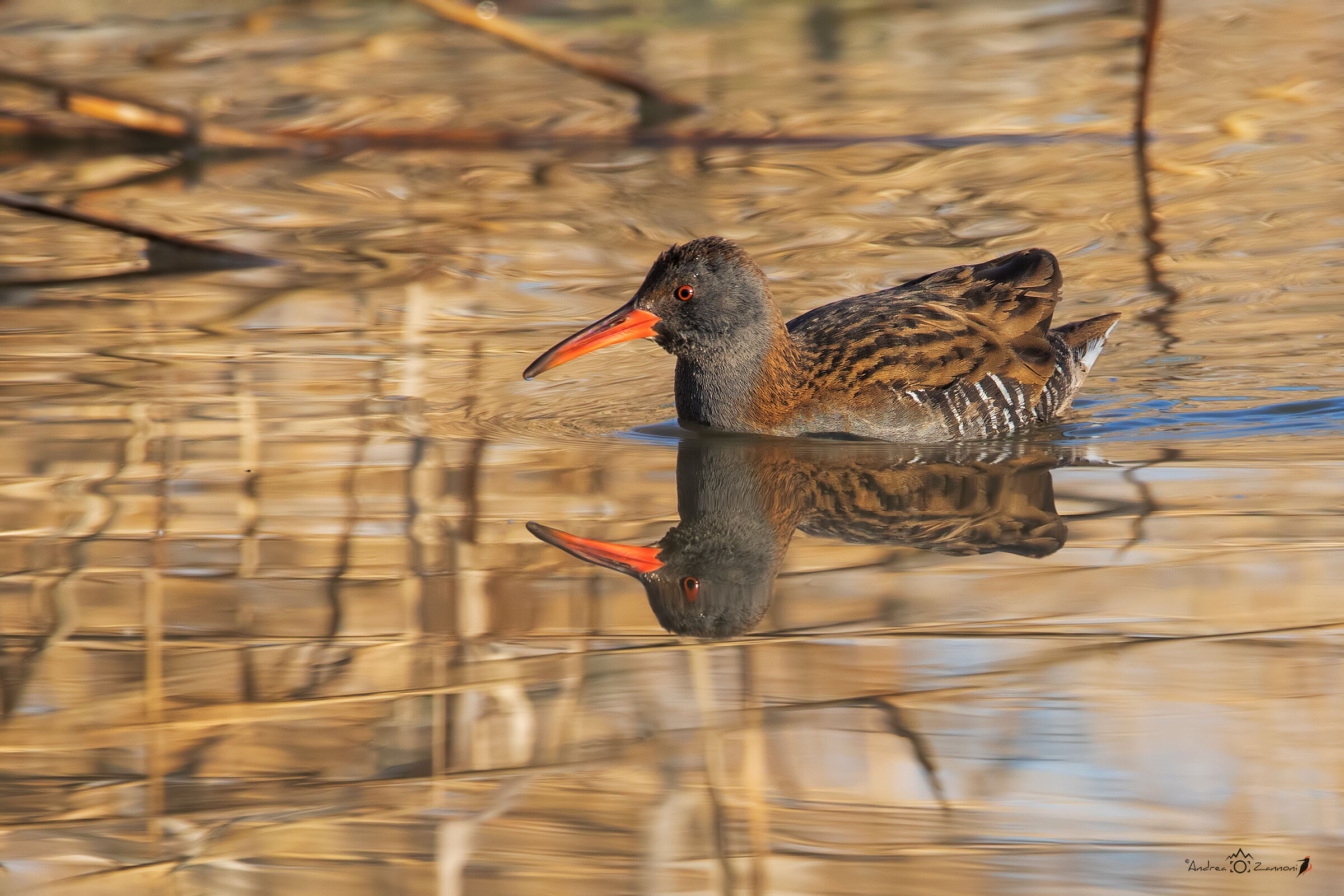 Water Rail