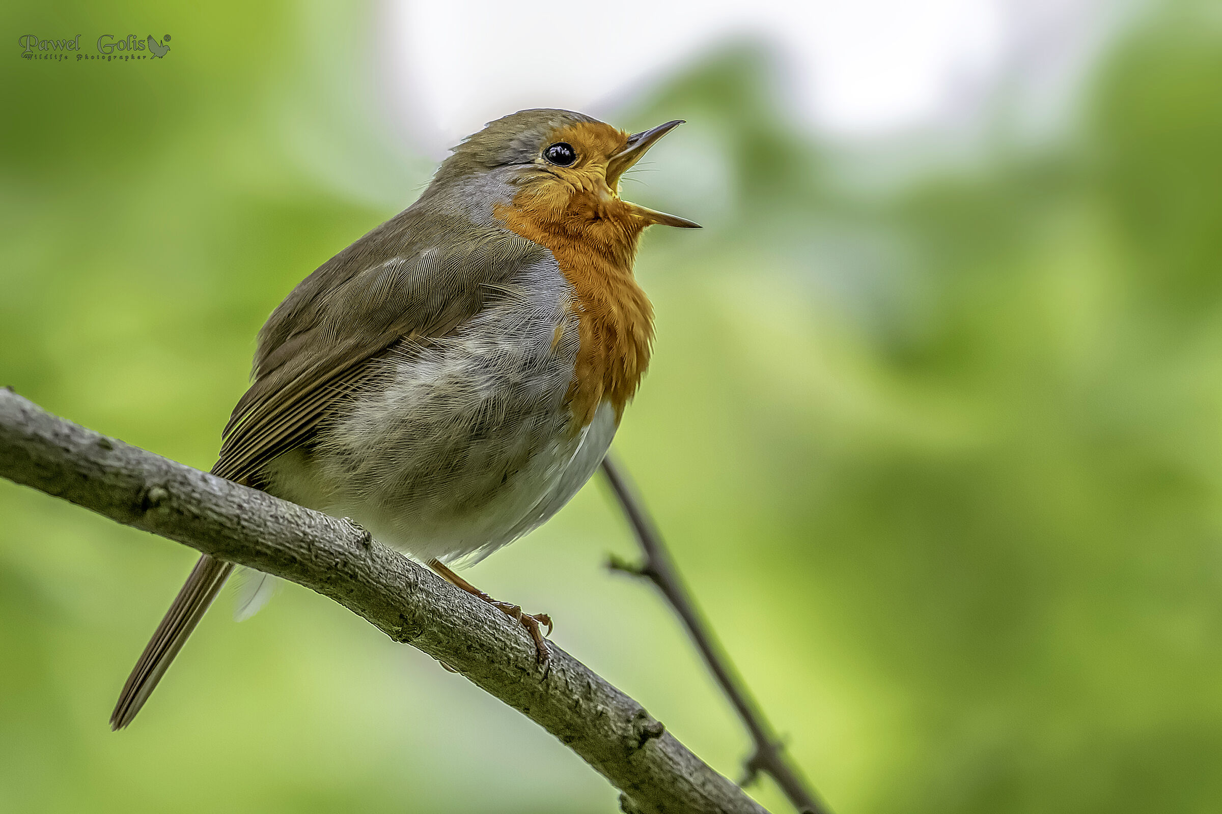 Pettirosso europeo (Erithacus rubecula)
