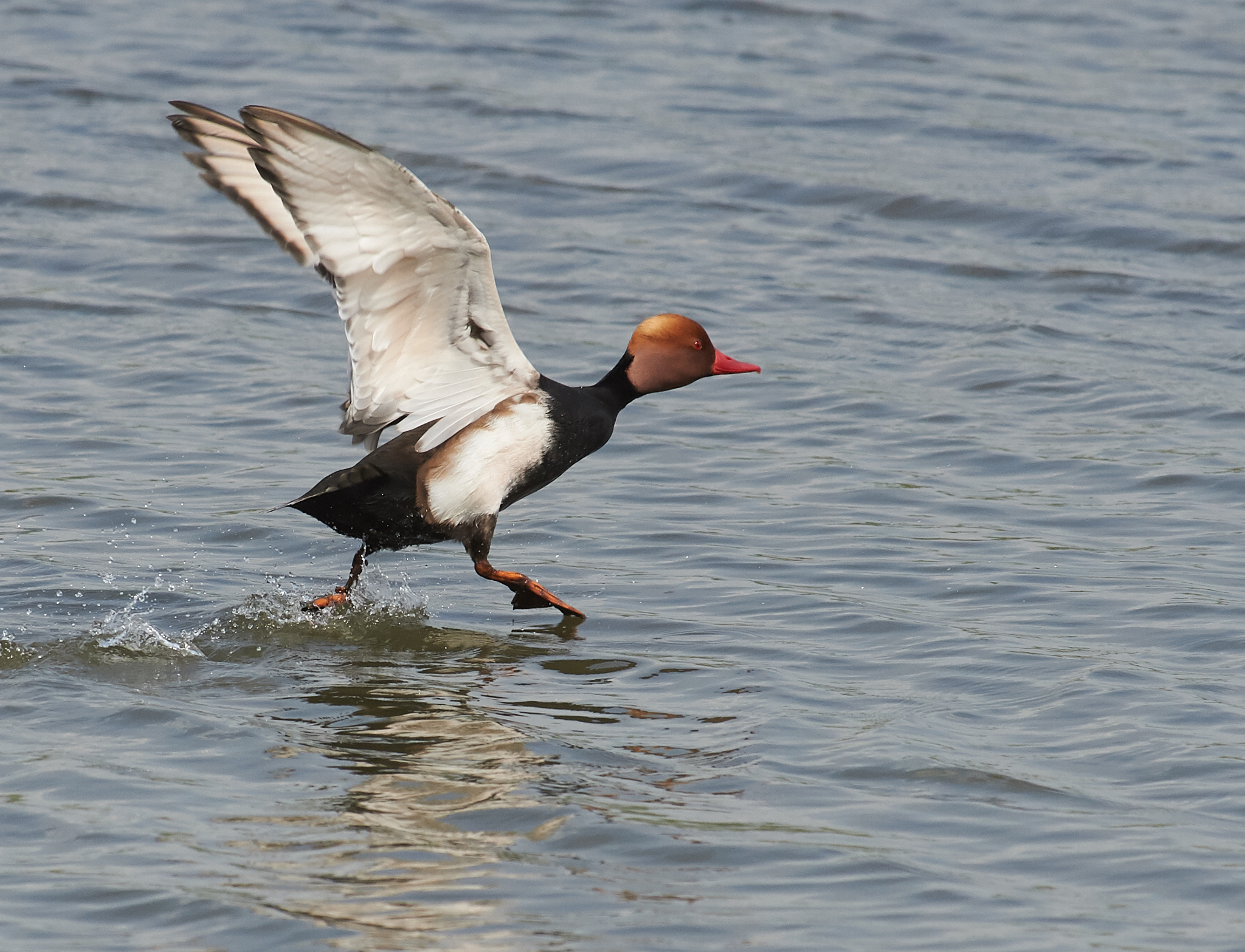 Red-crested Pochard