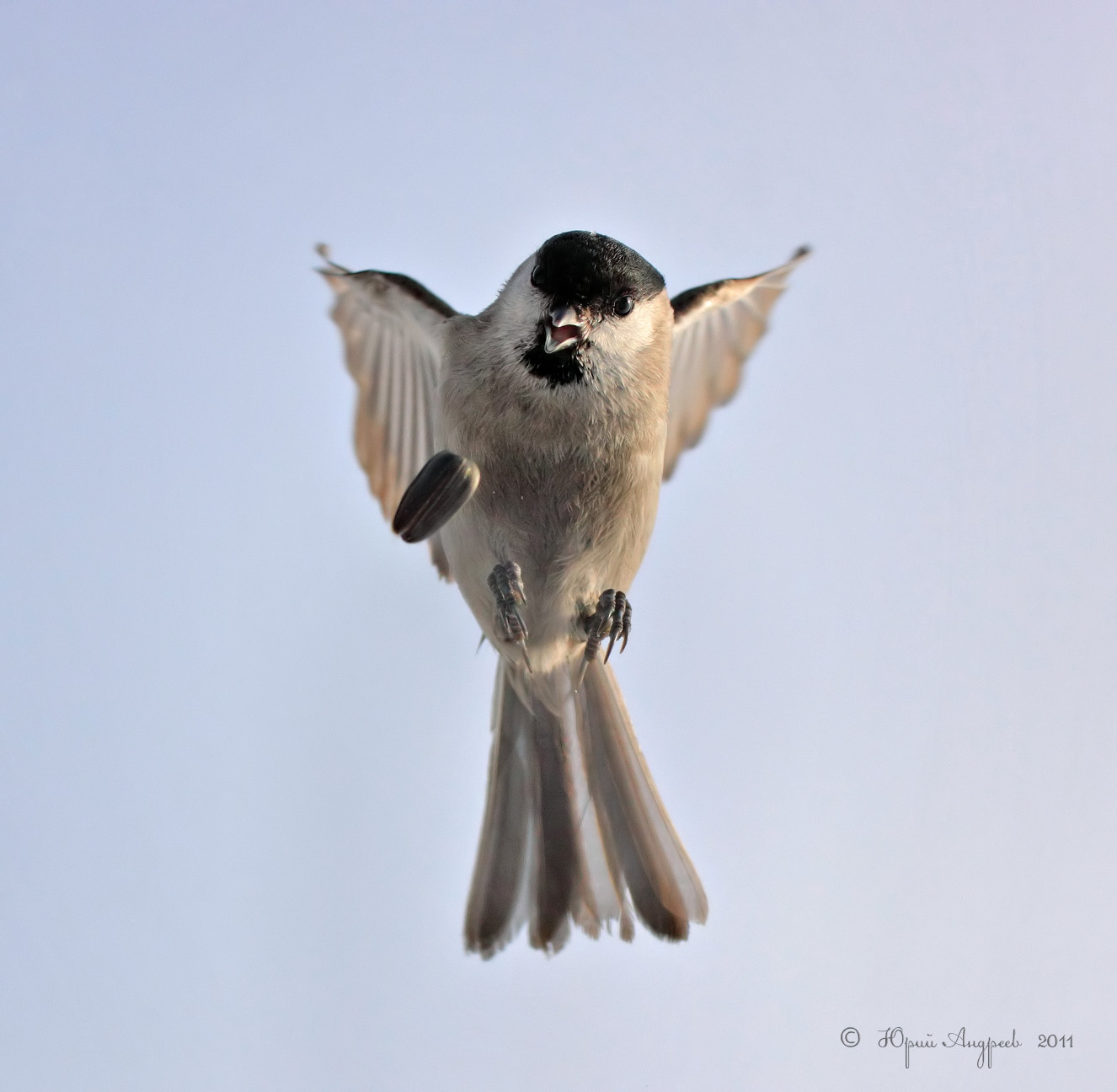 Parus montanus