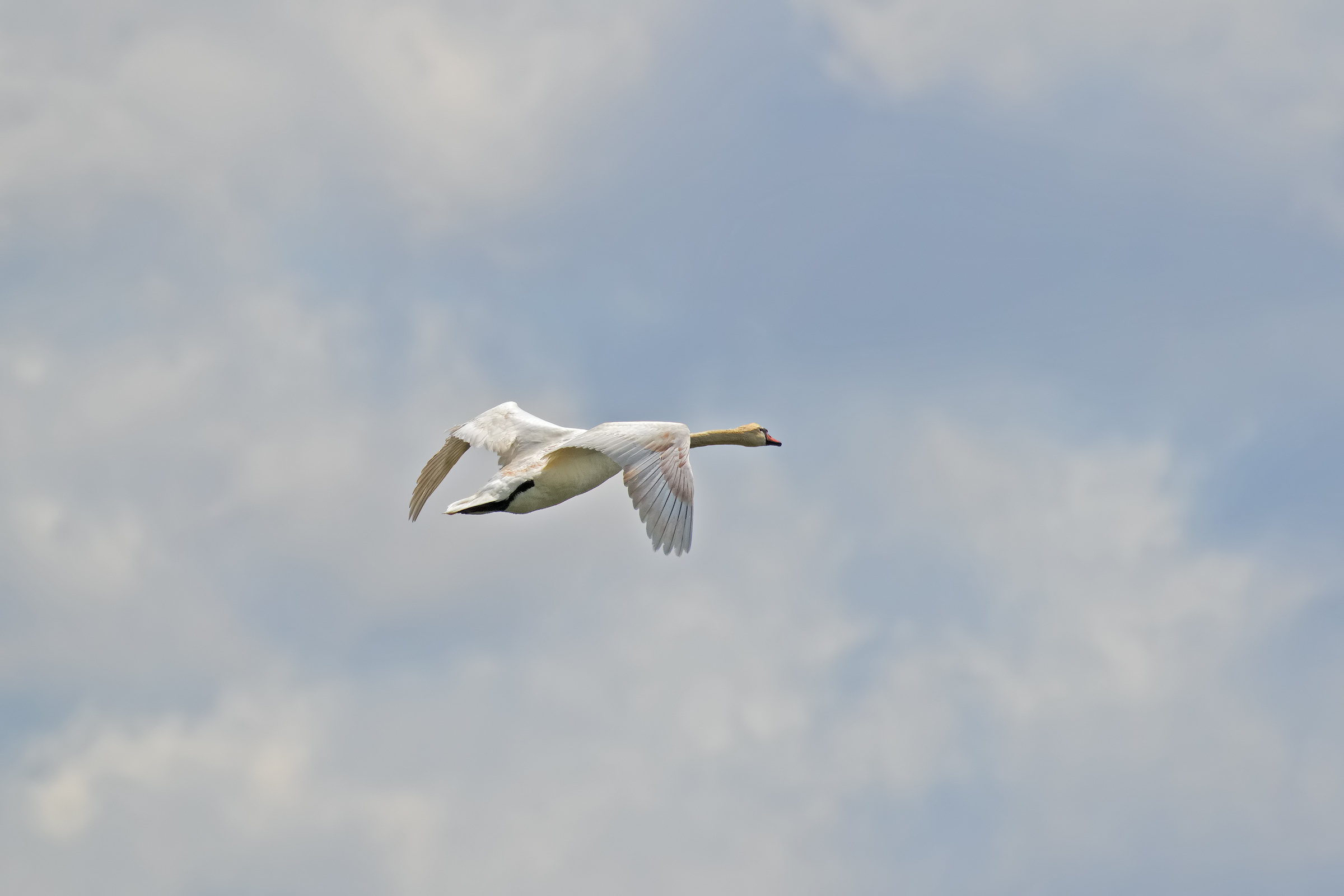 The Swan flight