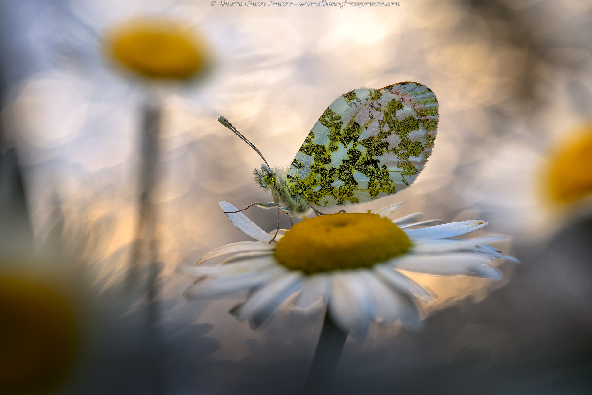 Tra i colori dell'alba