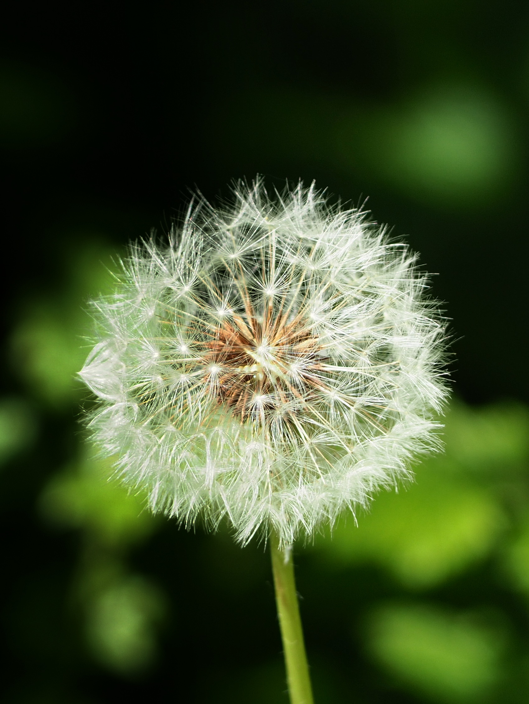 un semplice soffione....