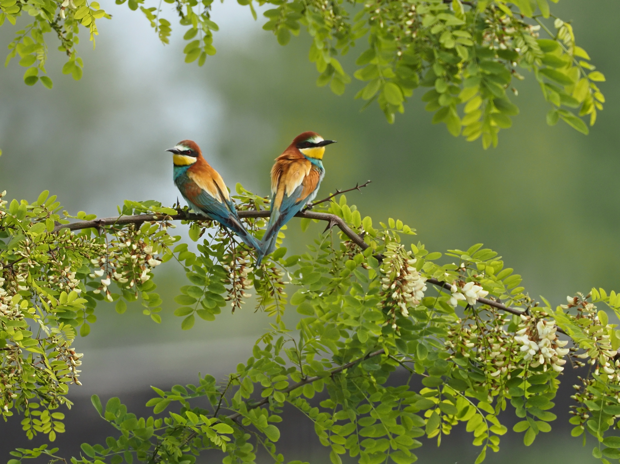 Bee-Eaters arrived