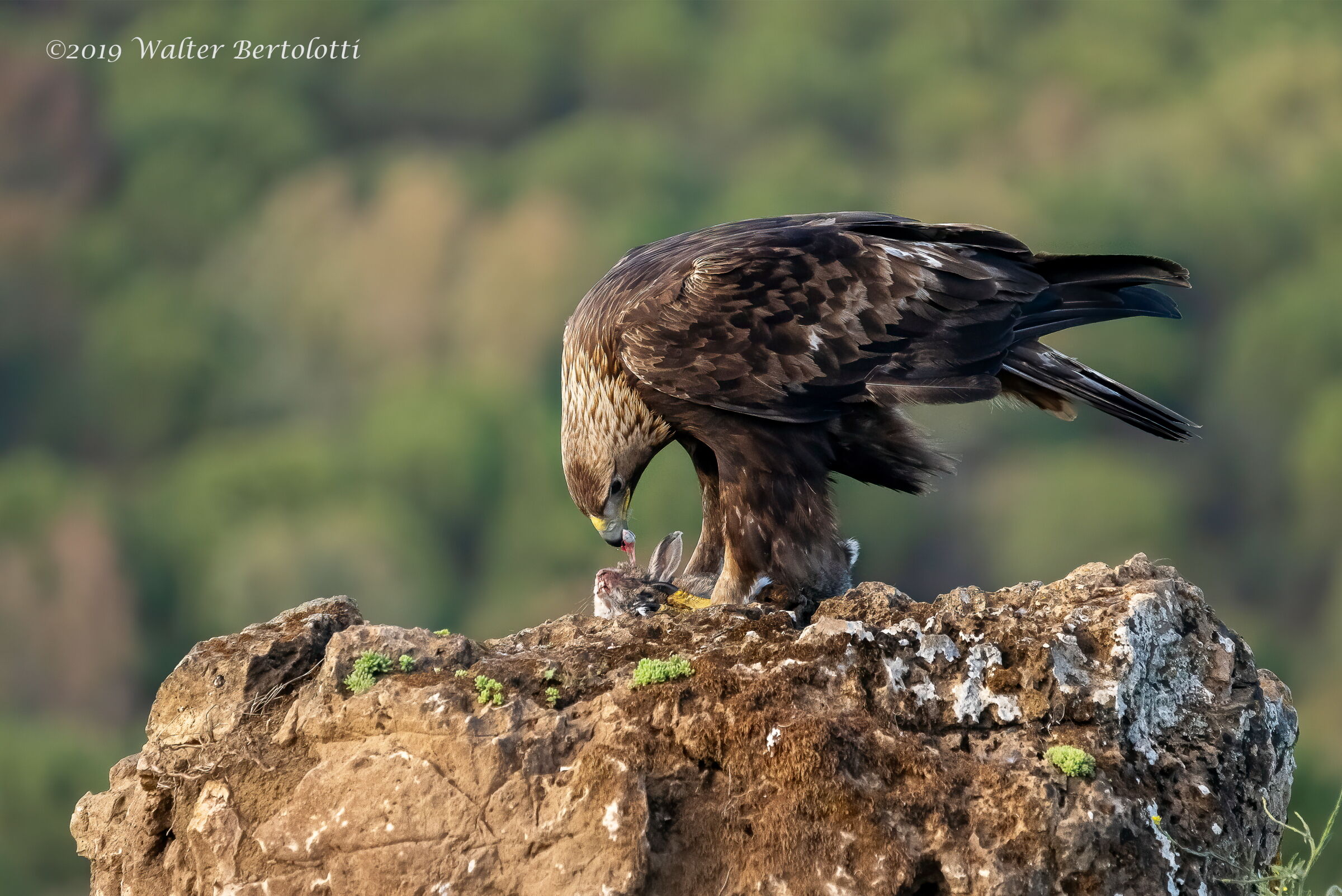 il pasto della regina