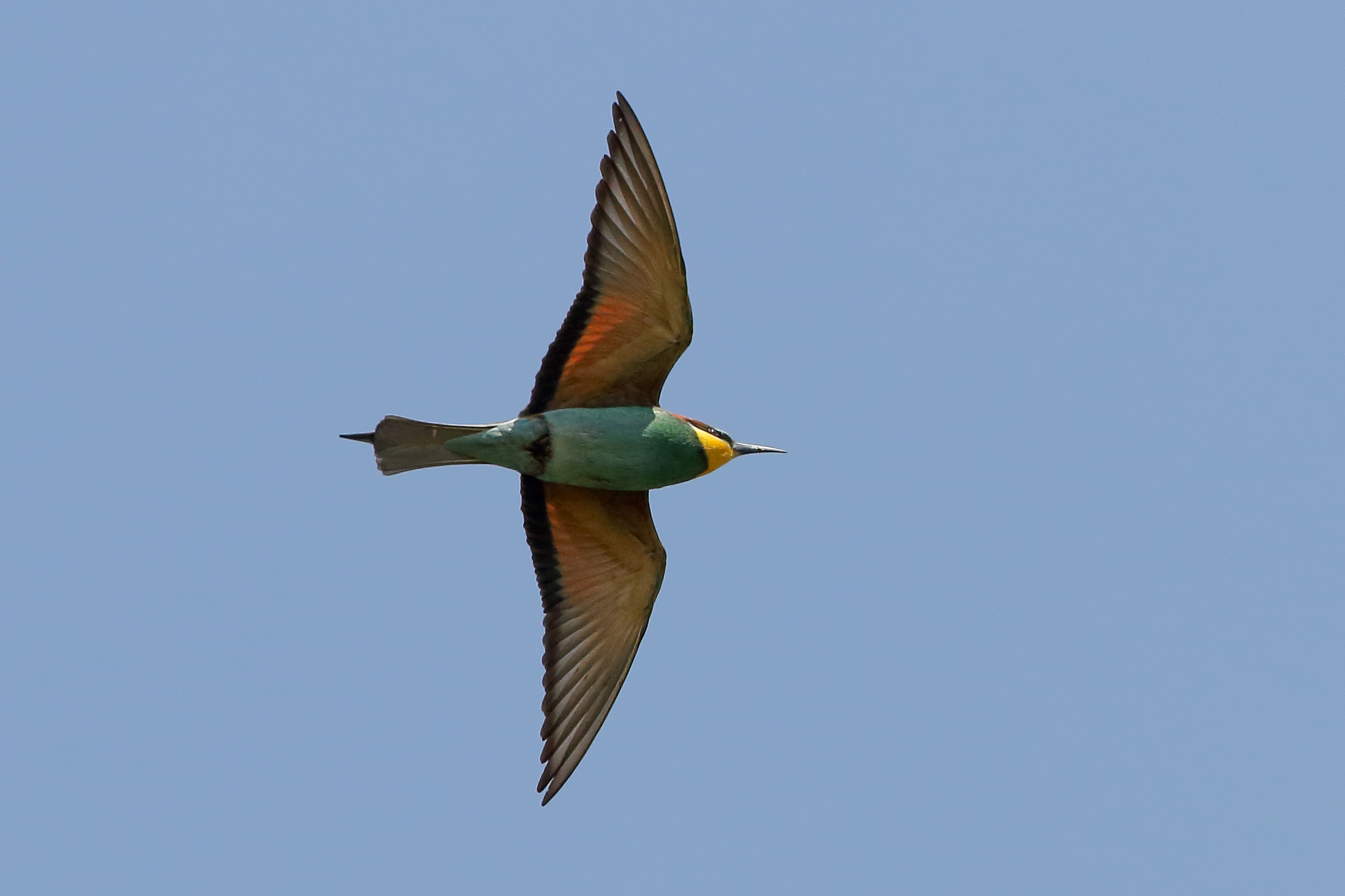 First Bee-eater