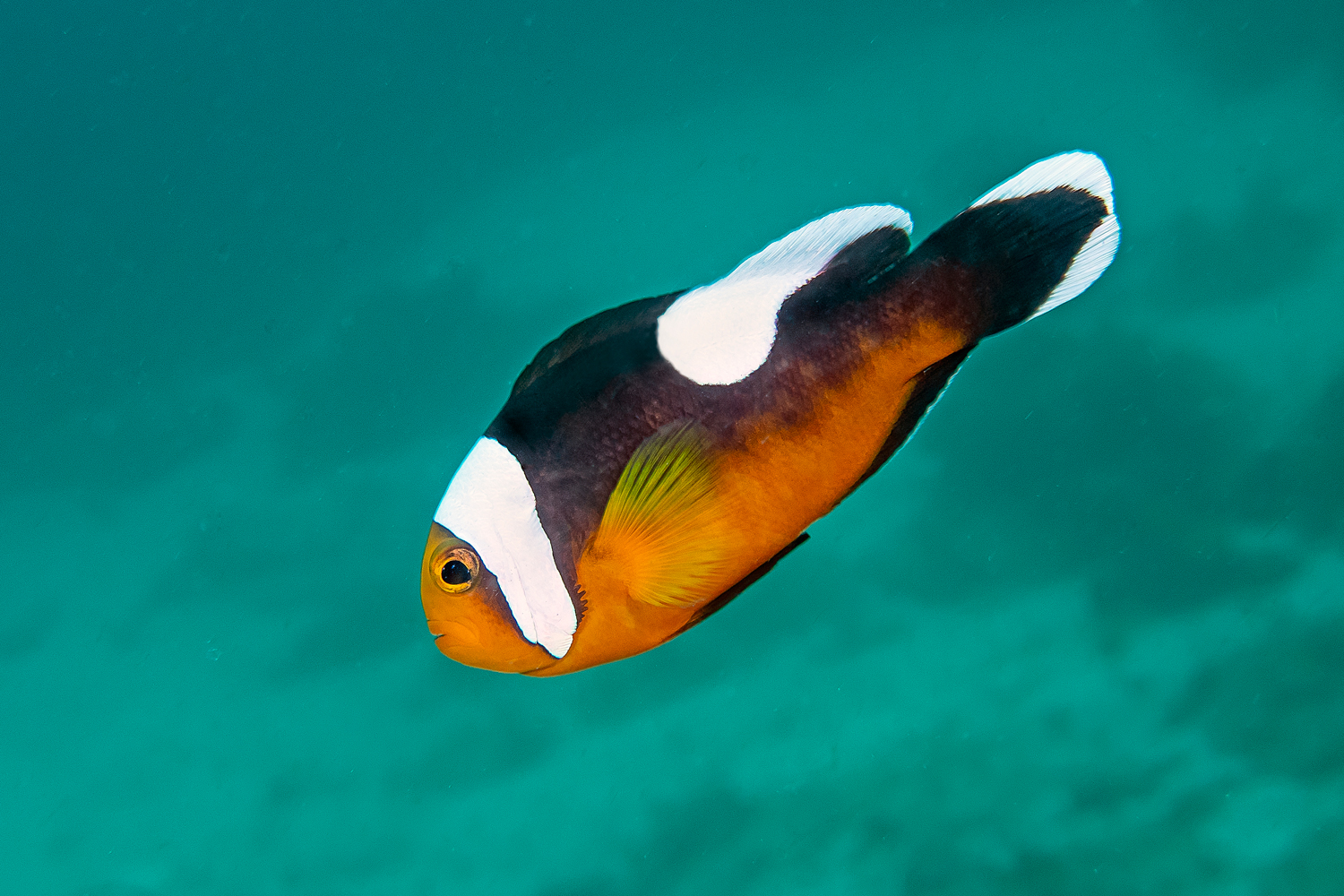 Pesce pagliaccio dorso a sella
