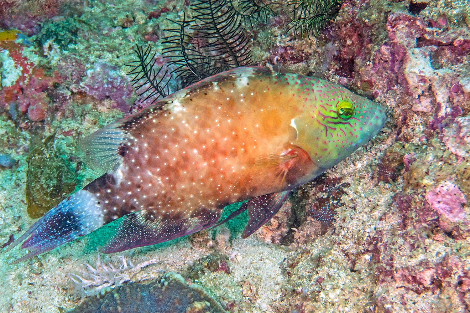 Labride coda trilobata