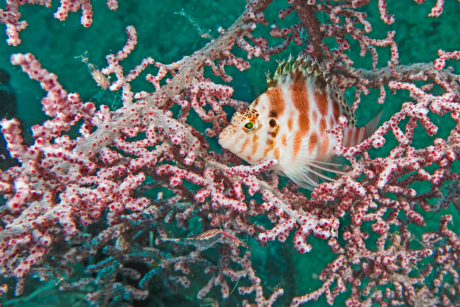 Pesce falco pinna filiforme- Gamberetto della gorgonia