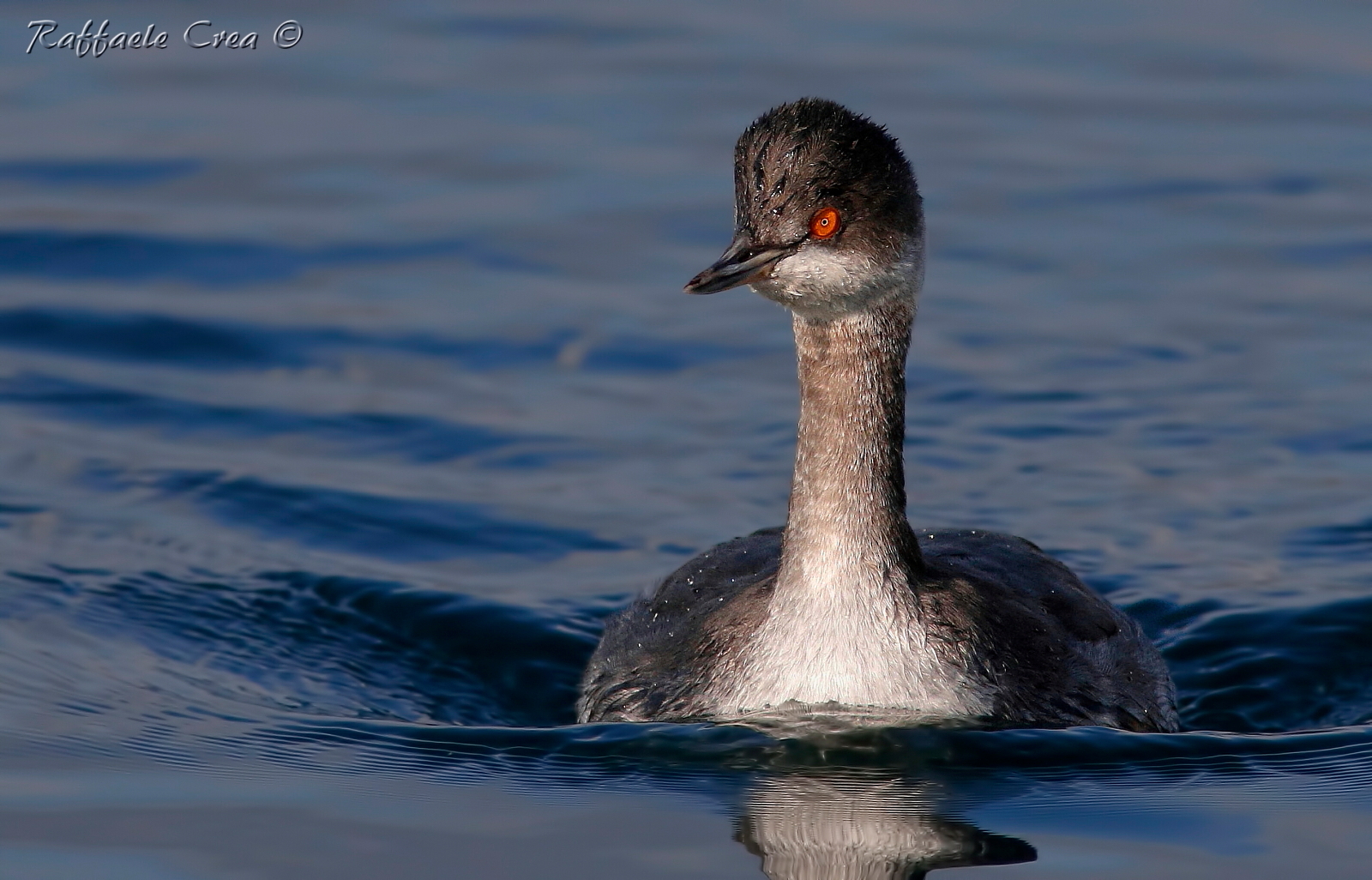 Small Grebe in the blue