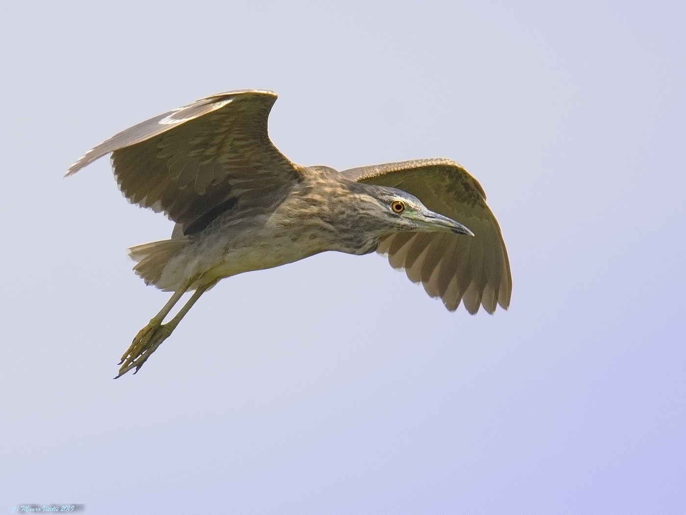 Nitticora (Nycticorax Nycticorax)