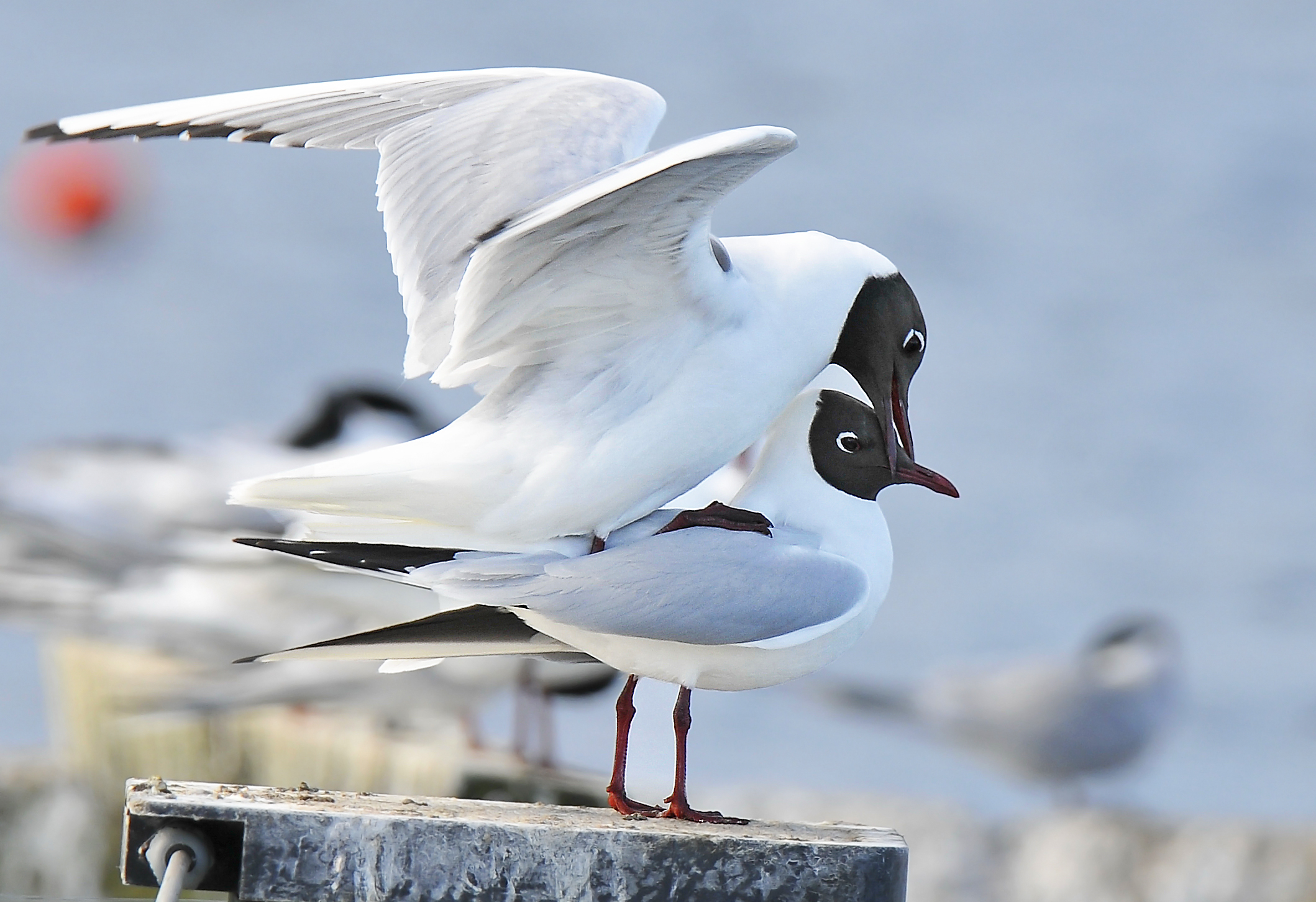 Gabbiano comune (Black-headed gull)