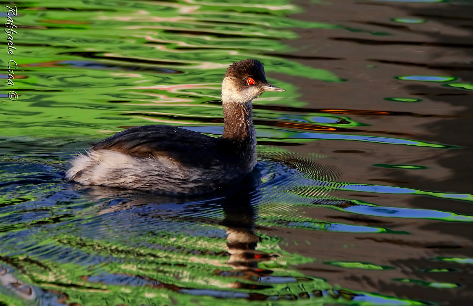 Small Grebe in the green