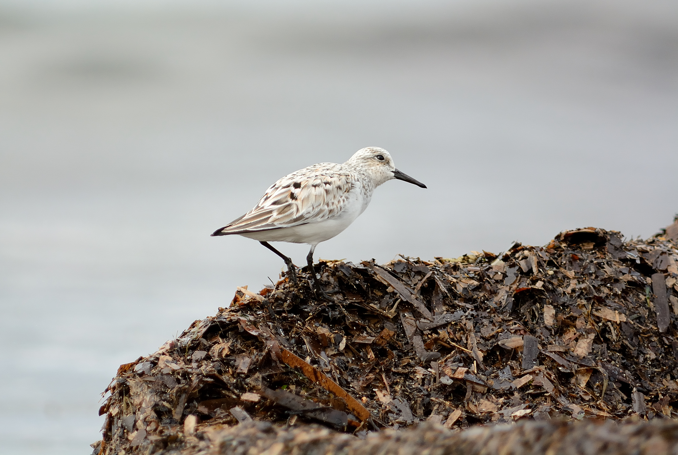 Three-dimensional piovanello..