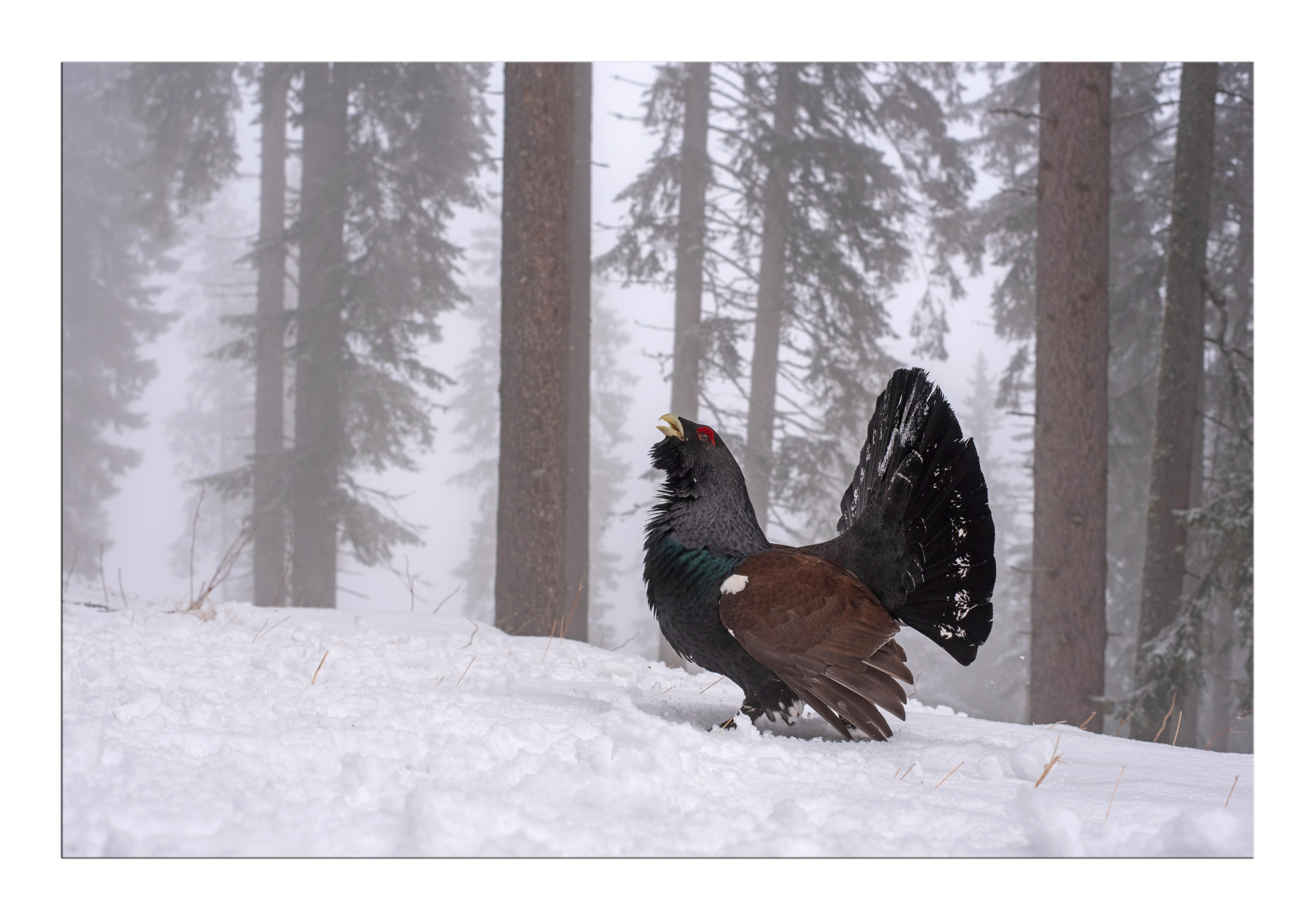 Il cedrone nel suo ambiente