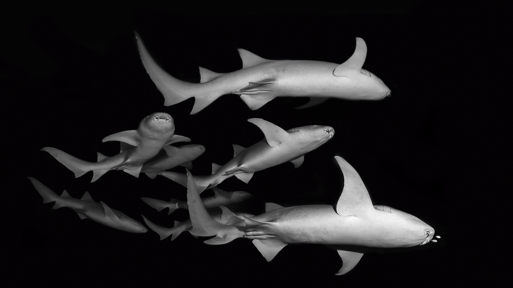 Suckler sharks, Night dive