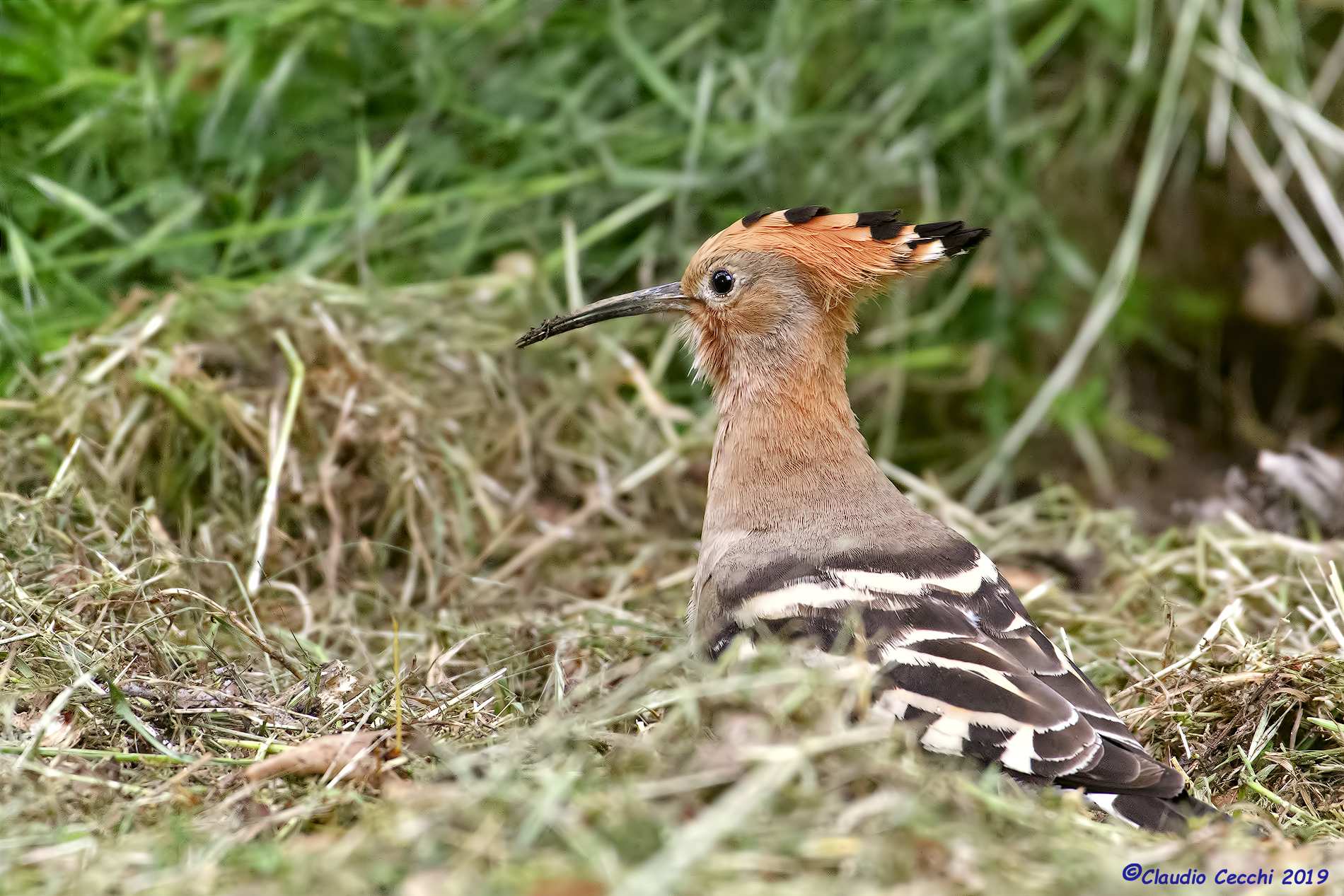 Hoopoe