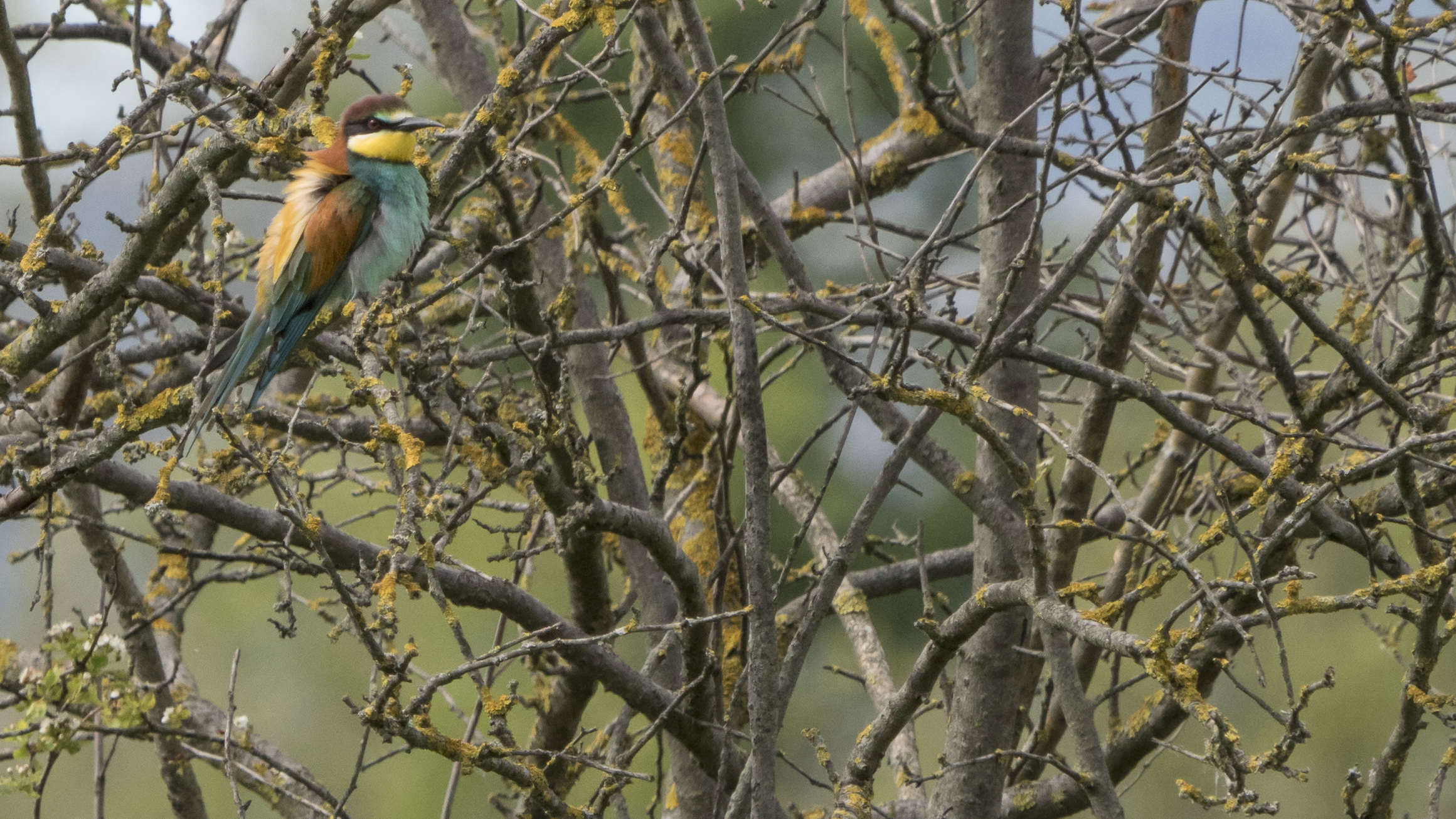 Bee-eater time