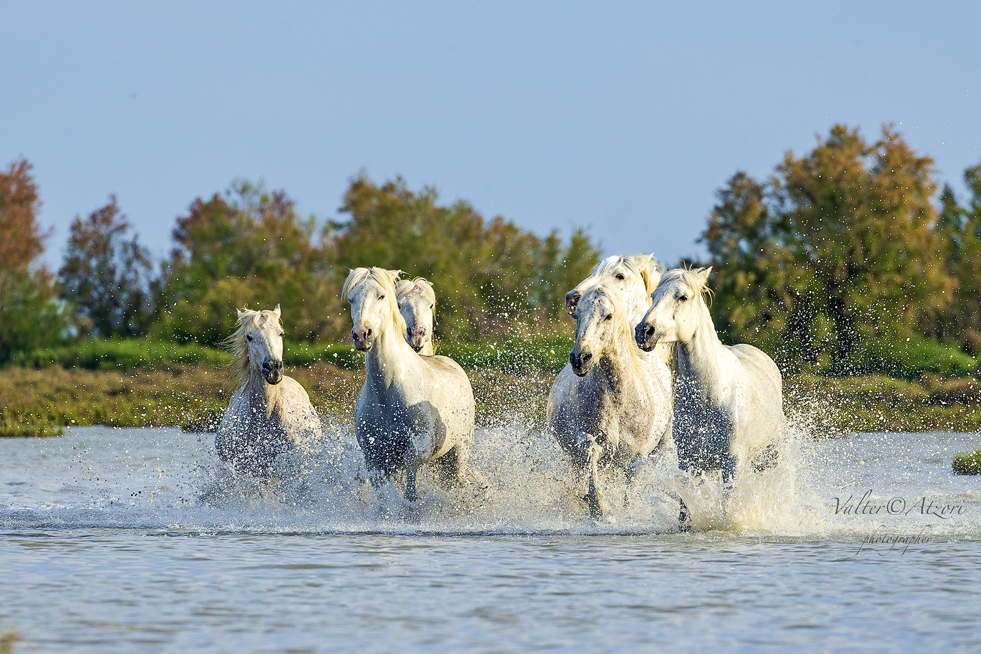 Horses Camargues