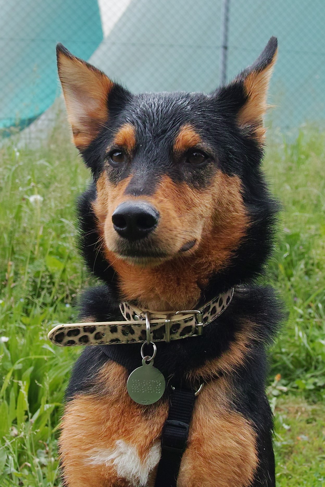 Blackie dopo essersi rotolato