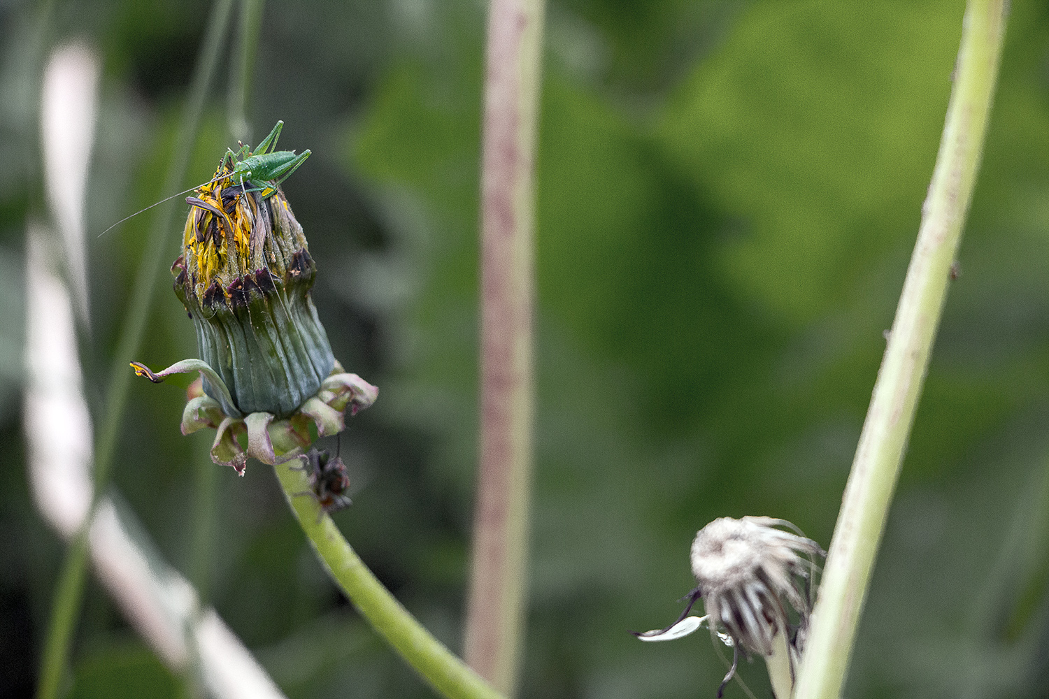 Insect with antennas on dandelion