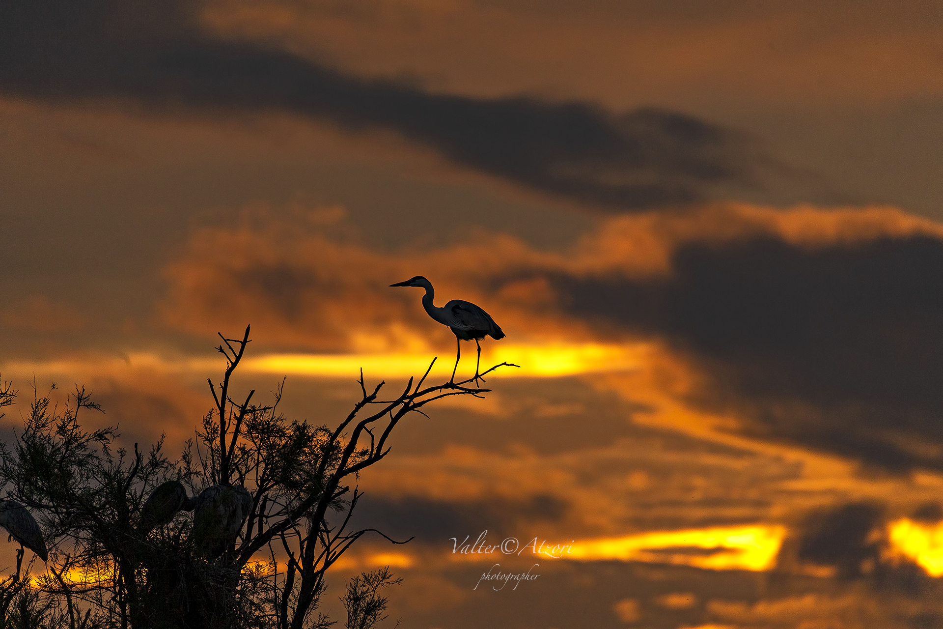 Grey Heron at sunset