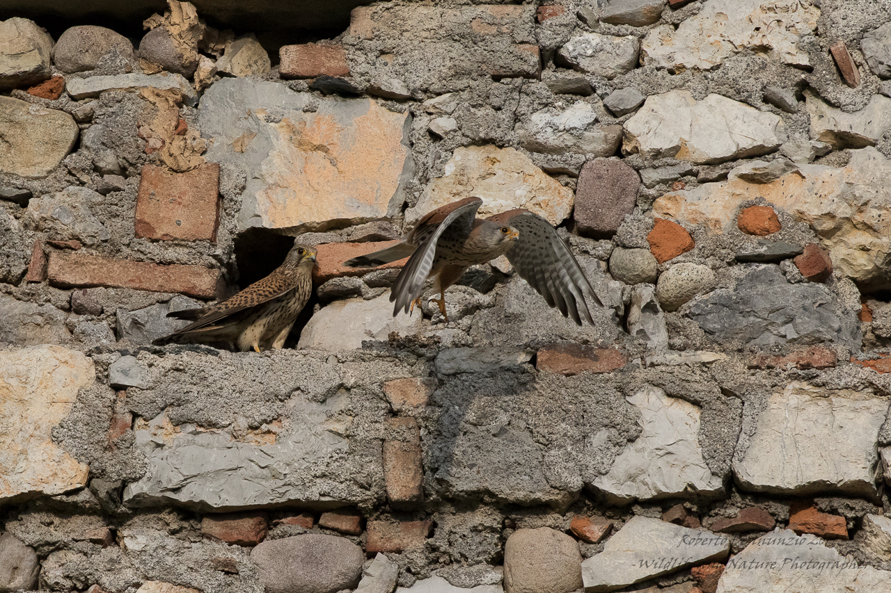 Kestrels