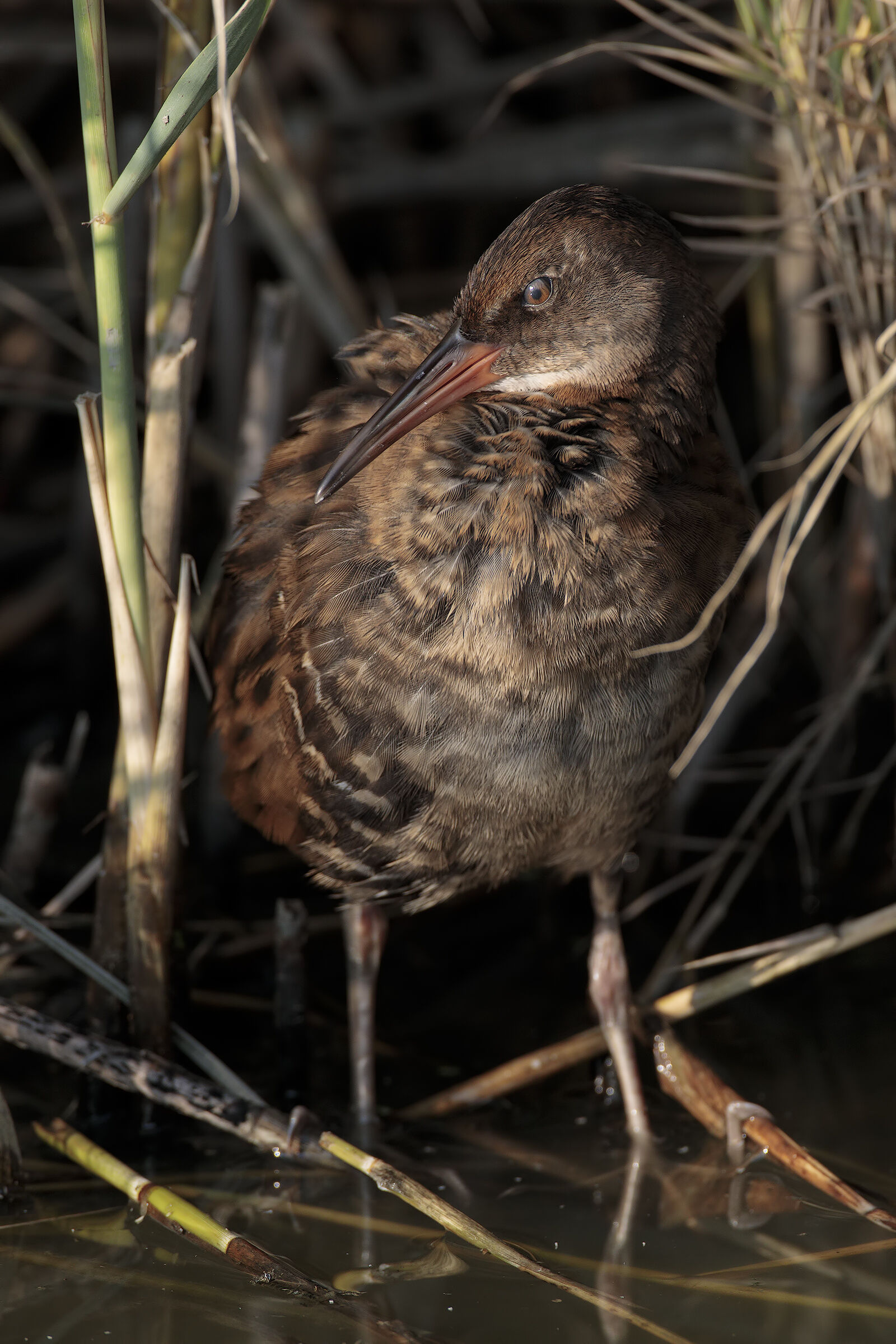 Giovane porciglione 2