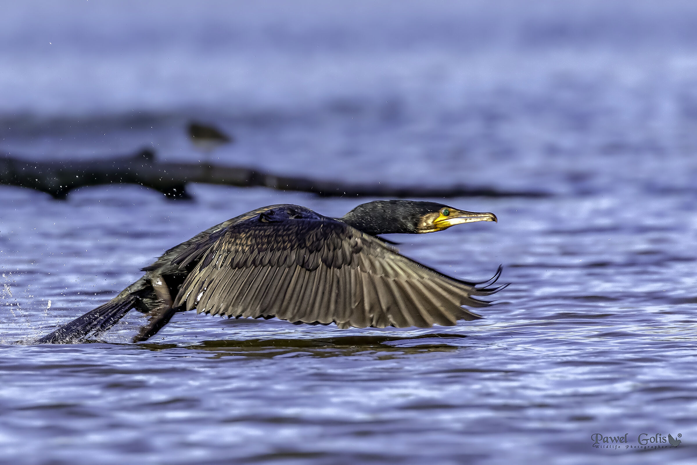 Cormorano grande (Phalacrocorax carbo)