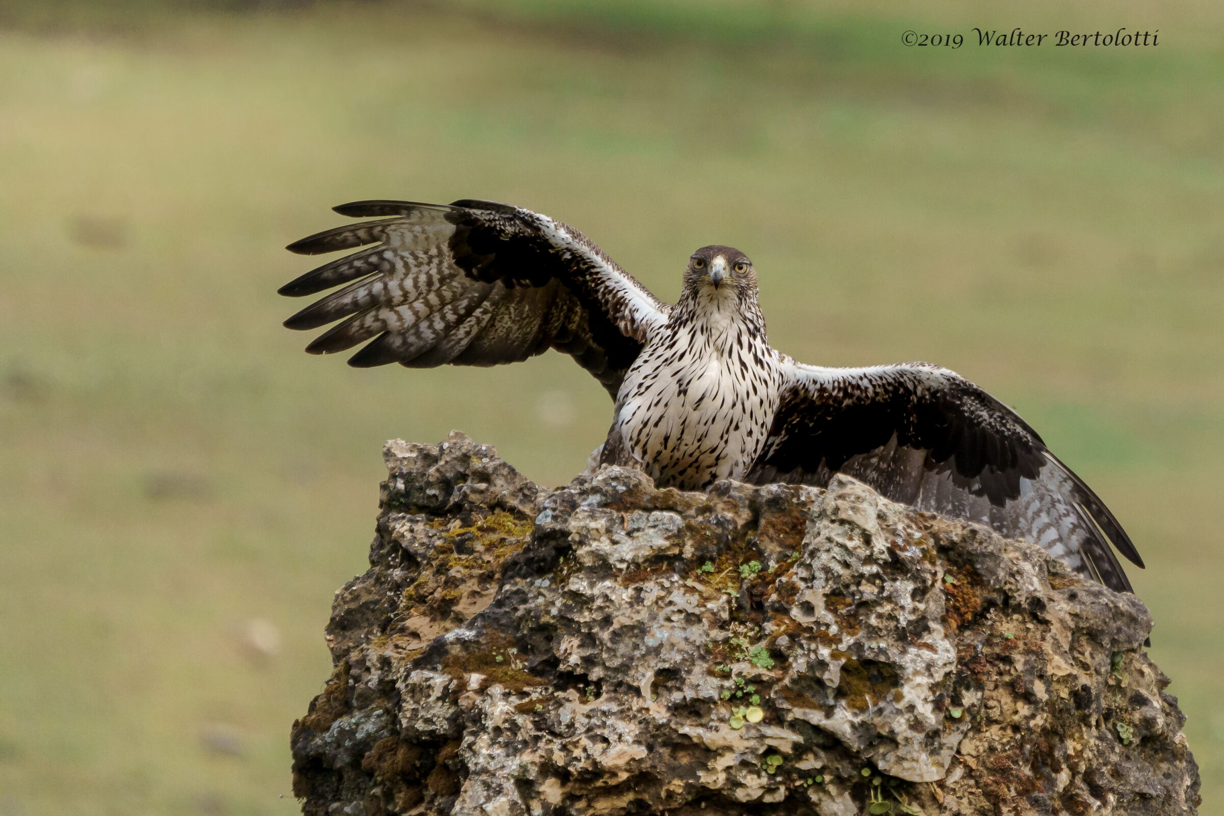 arrivo dal basso della Bonelli