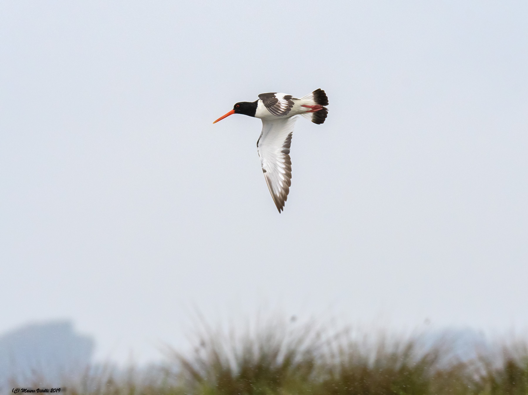 Sea-Hunts in the rain