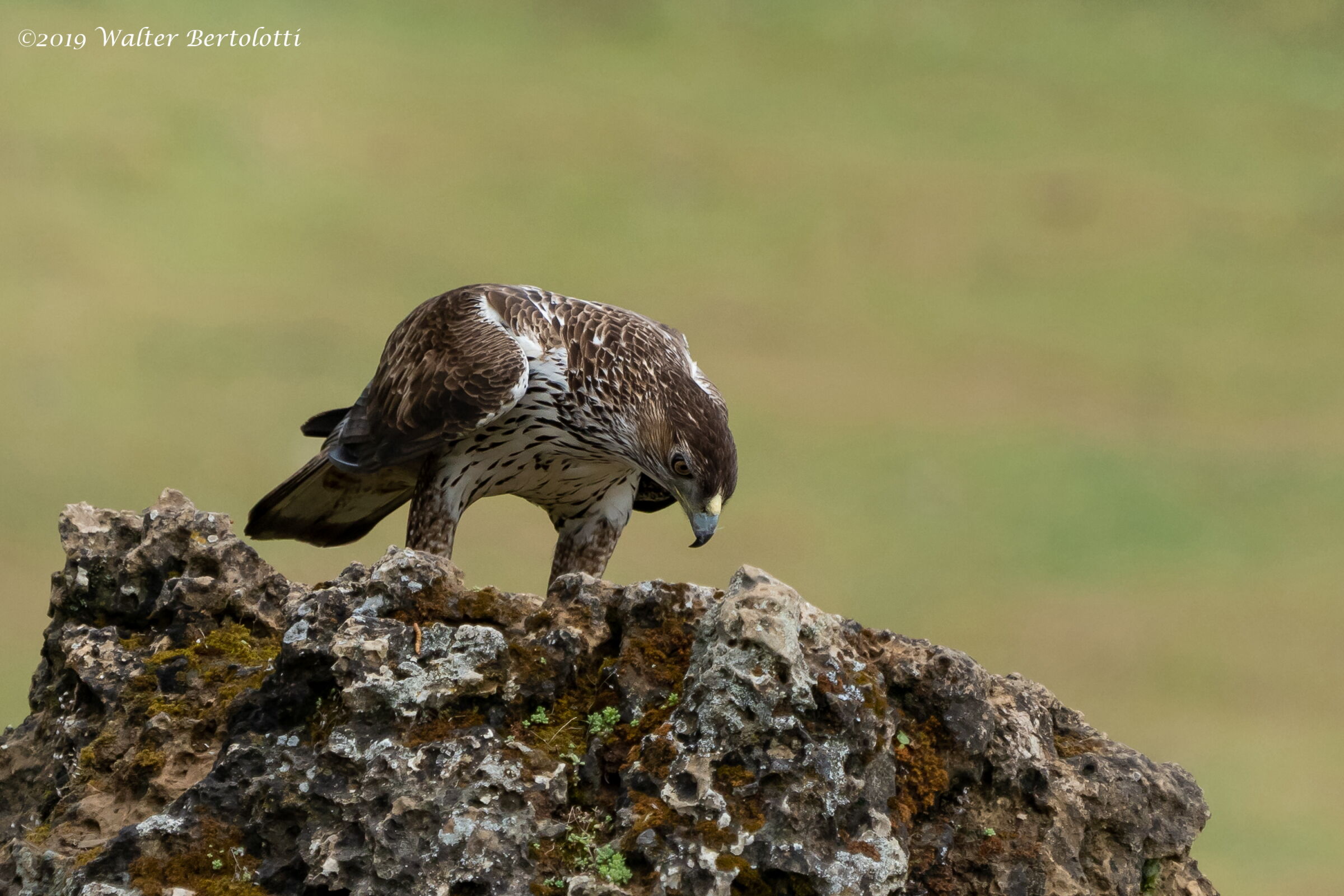 aquila del bonelli