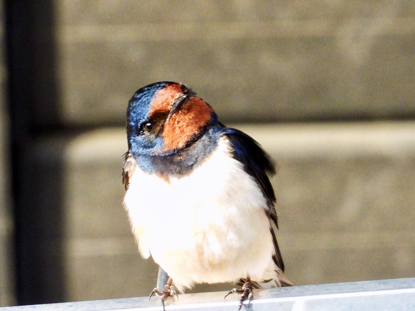 Swallow Common