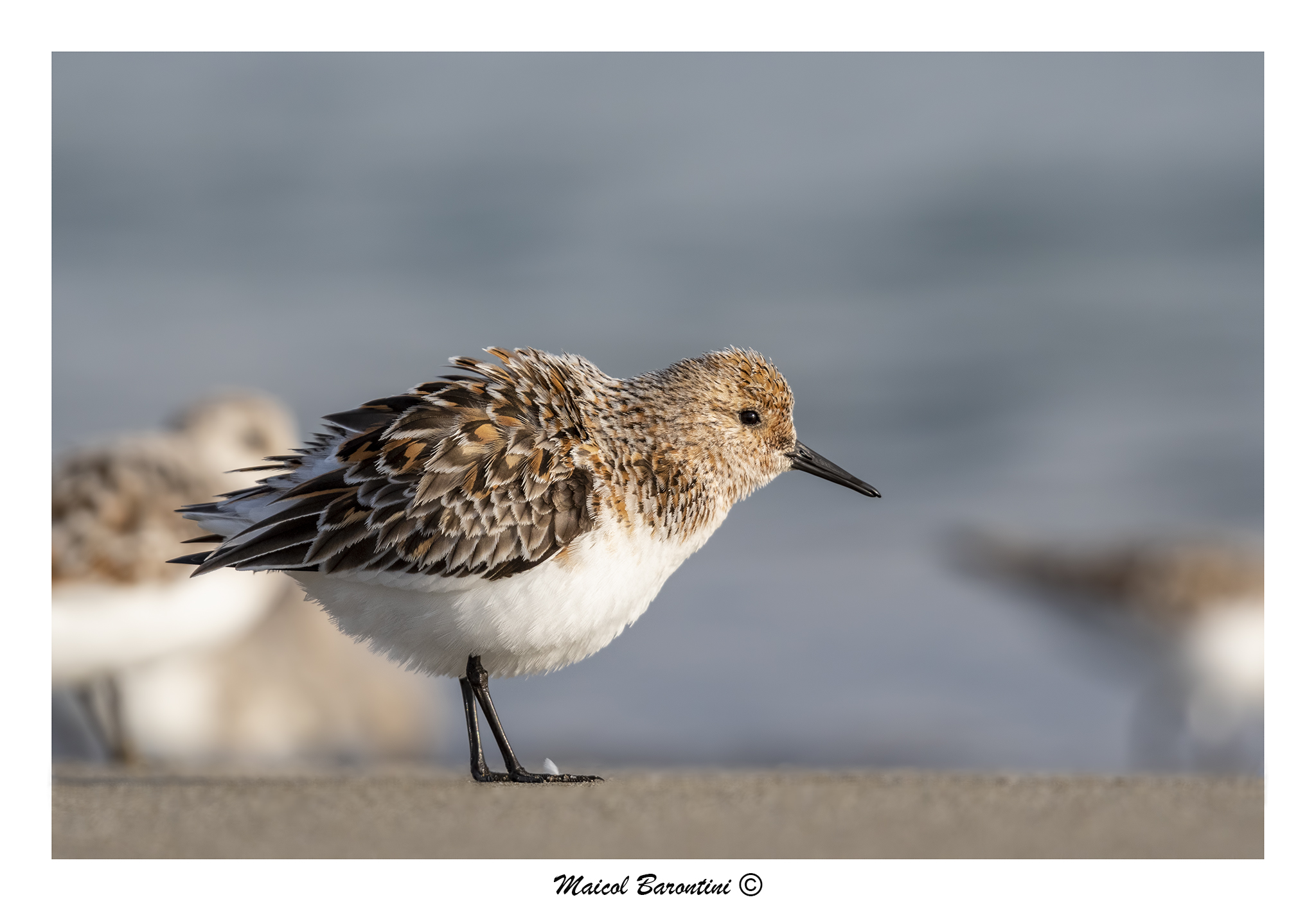 Piovanello Tridattilo