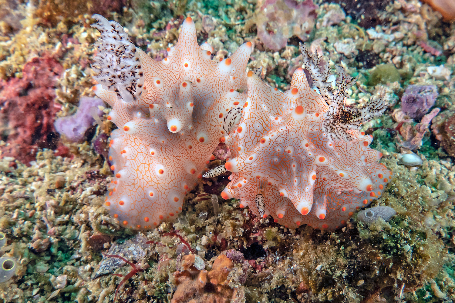 Halgerda di Batangas