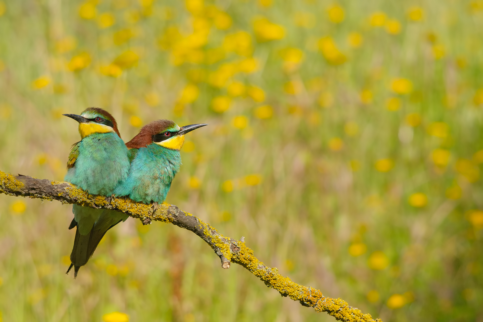 Bee-eater-Montemarcello