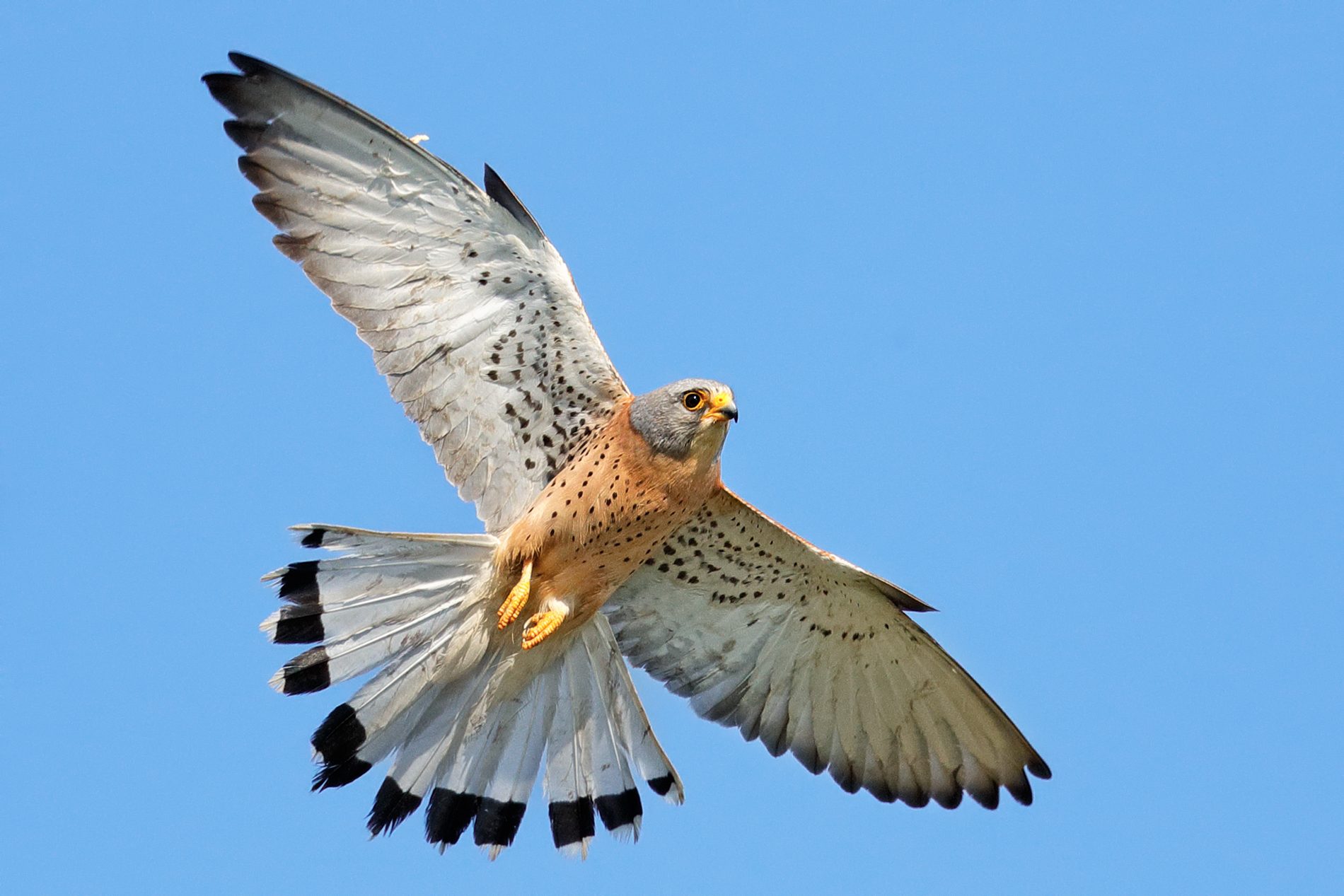 Lesser Kestrel