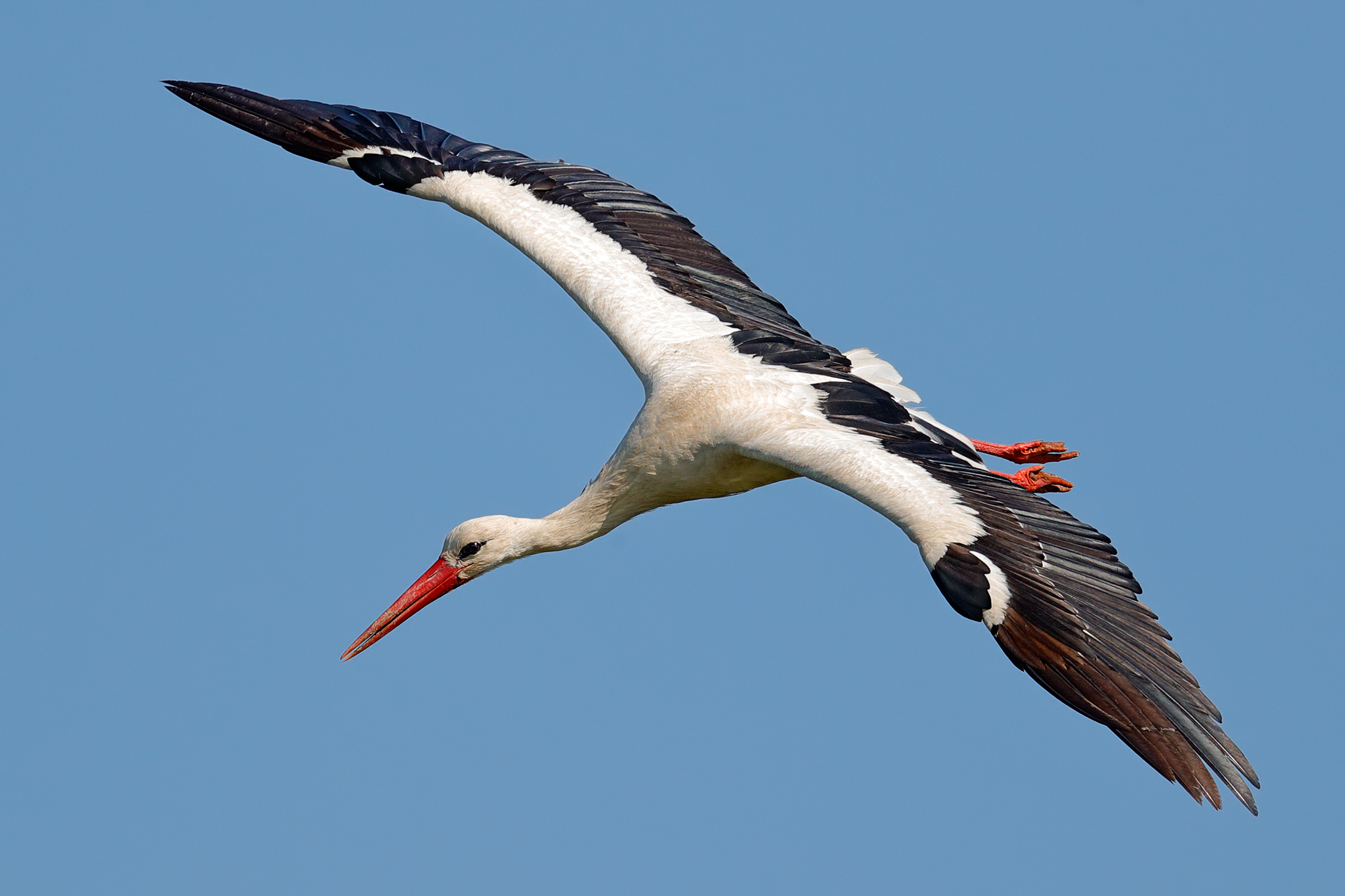 Stork