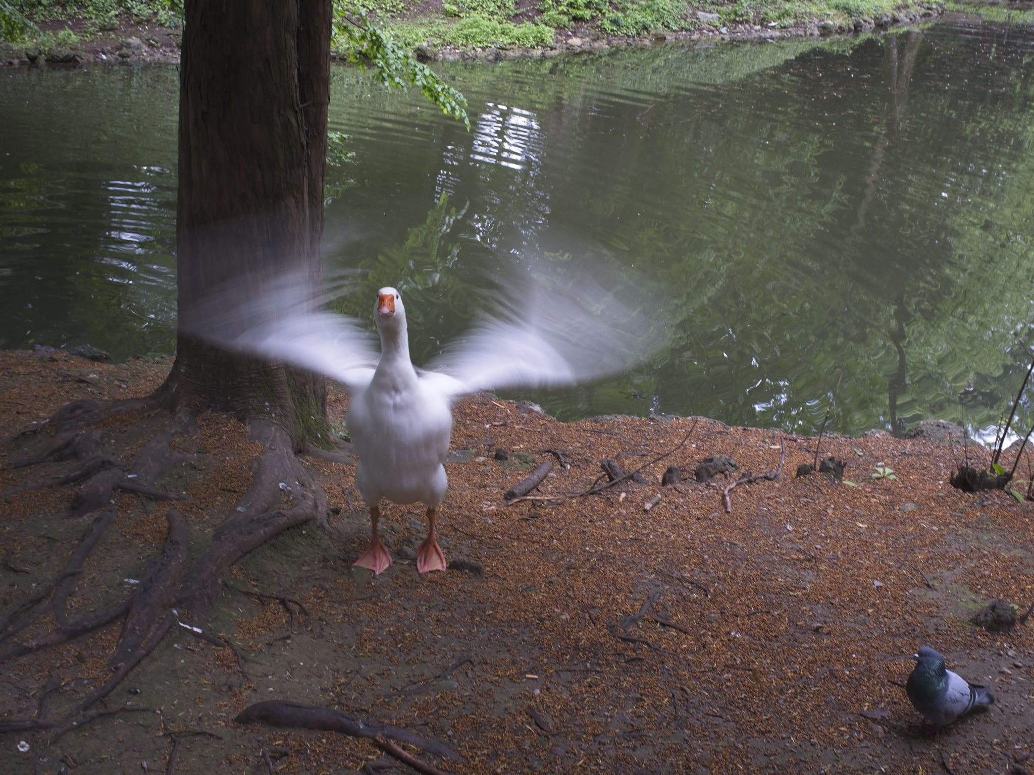 Monza-Al Park. Pond