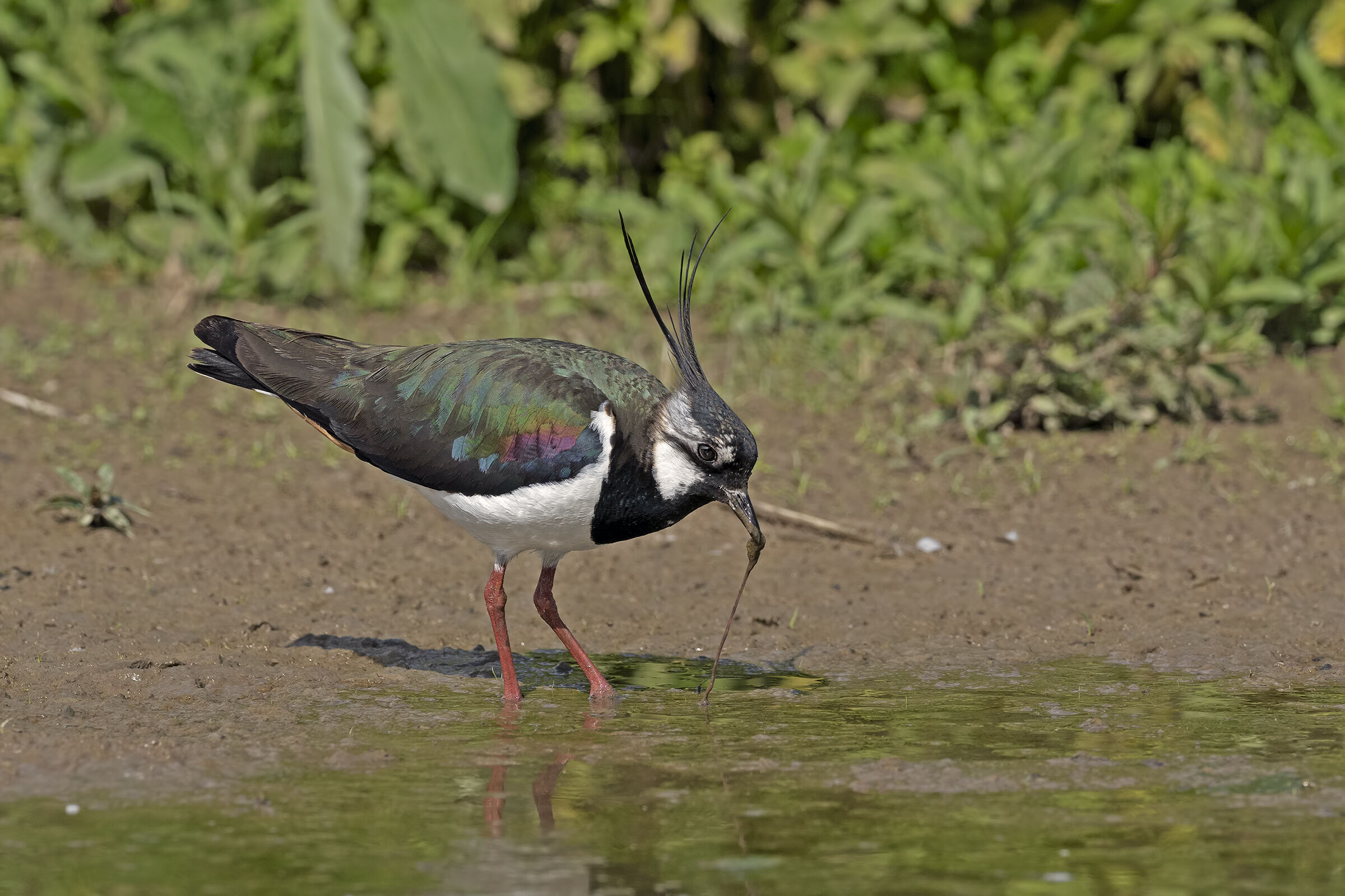 La Pavoncella e il Lombrico