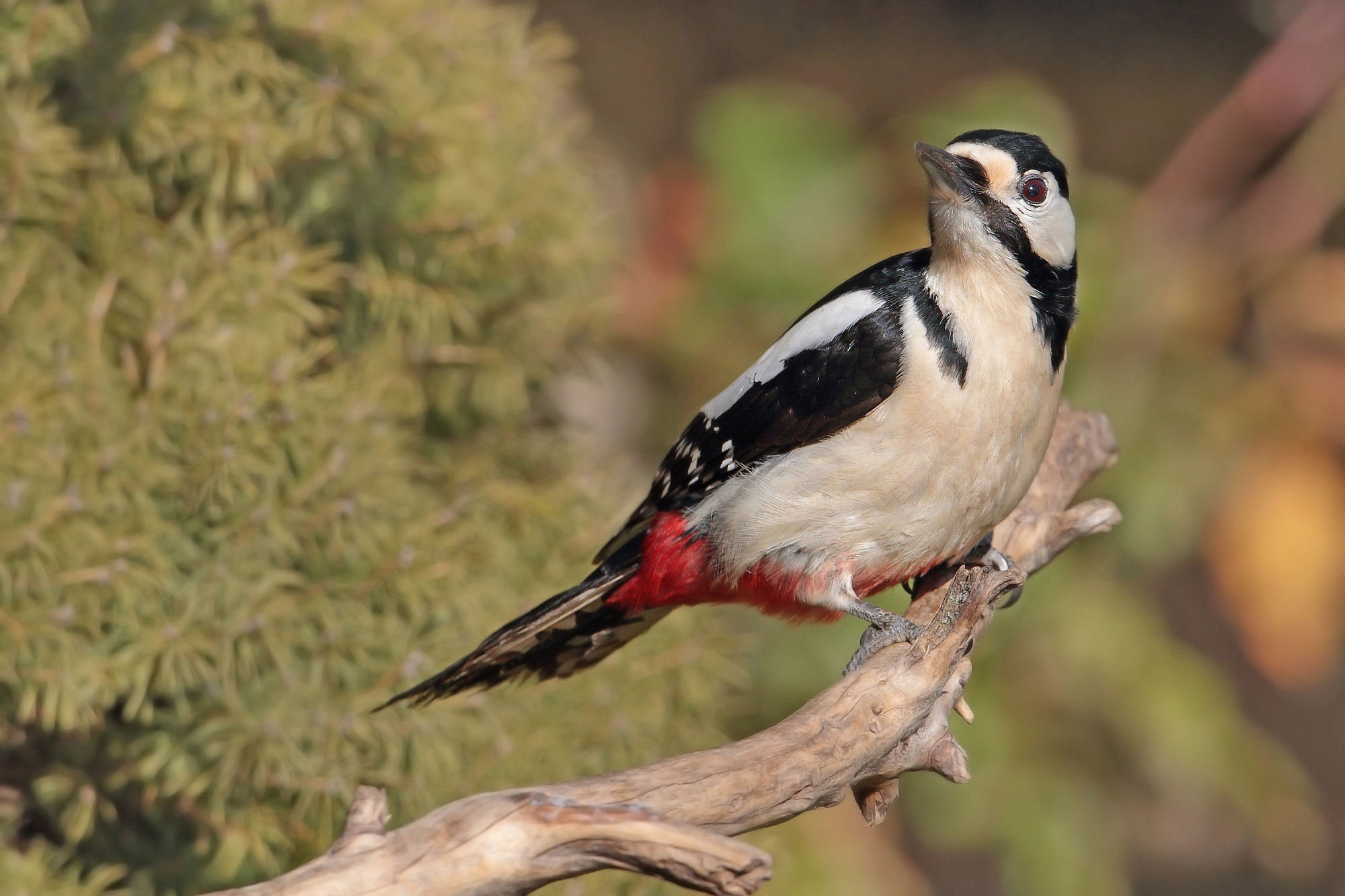 Senior Red Woodpeckers