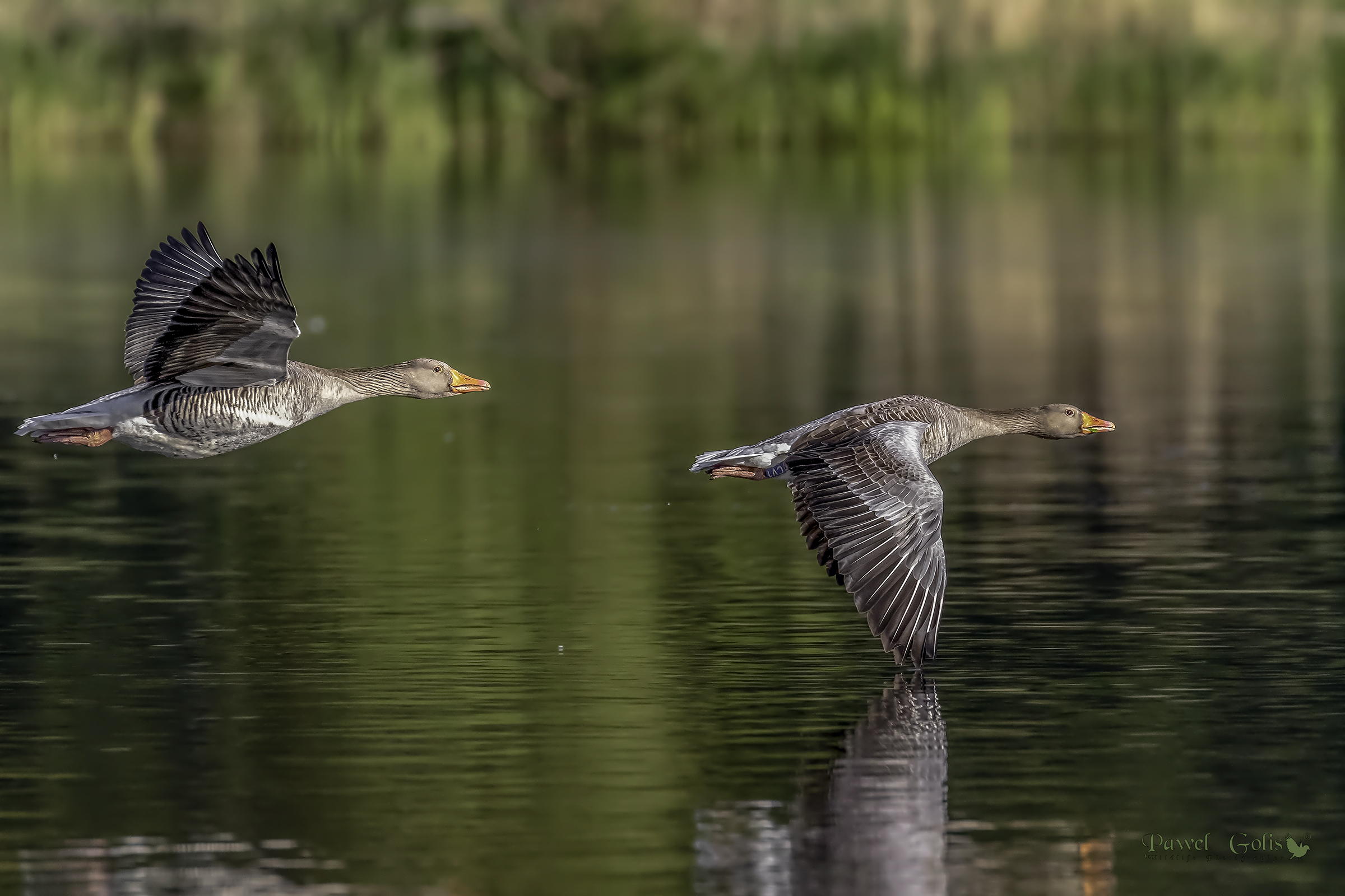 Greylag goose (Anser anser) in Fly
