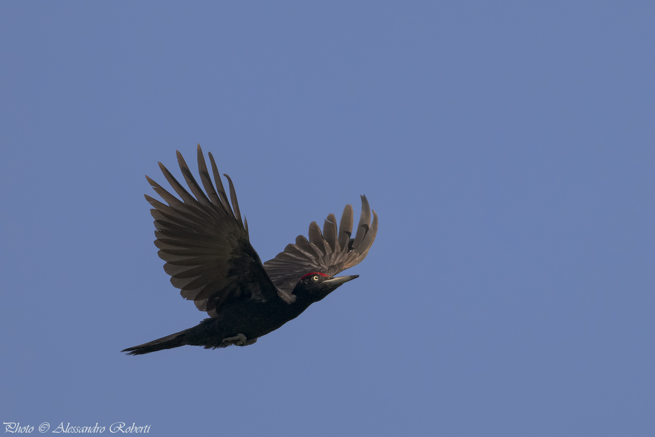 “ Il volo del nero “
