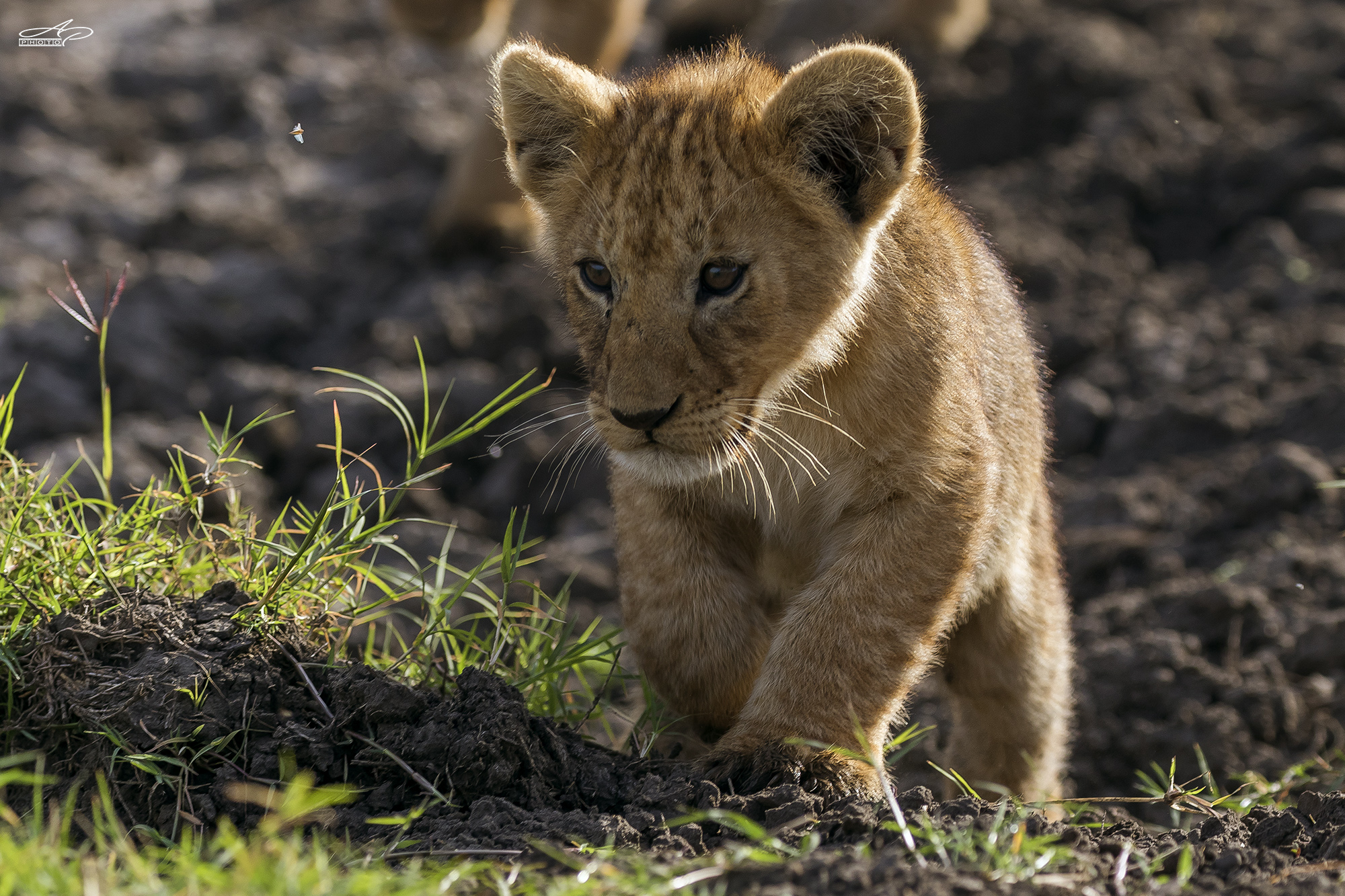 A good morning of lions..