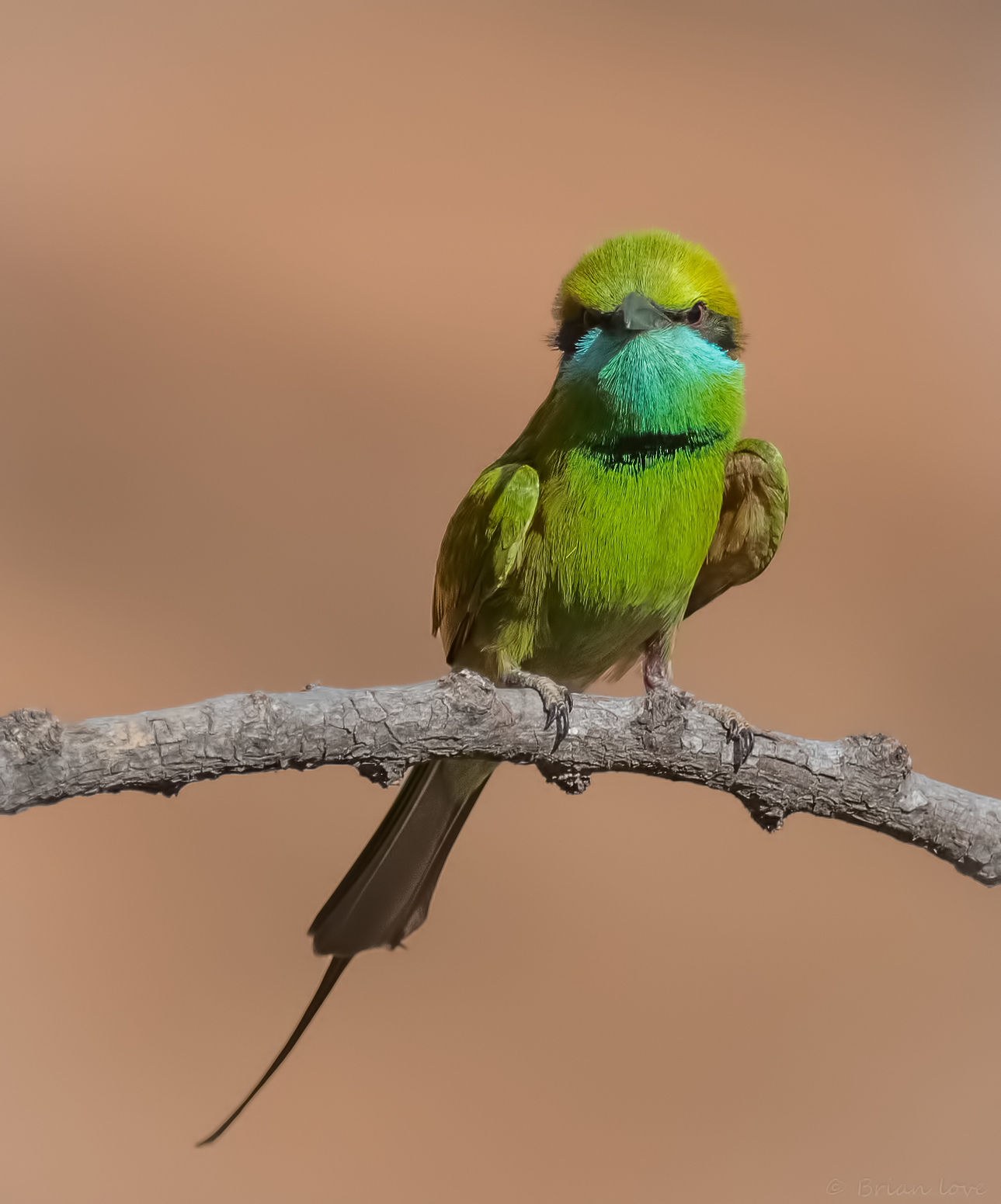 Little Green Bee-eater(Merops orientalis)