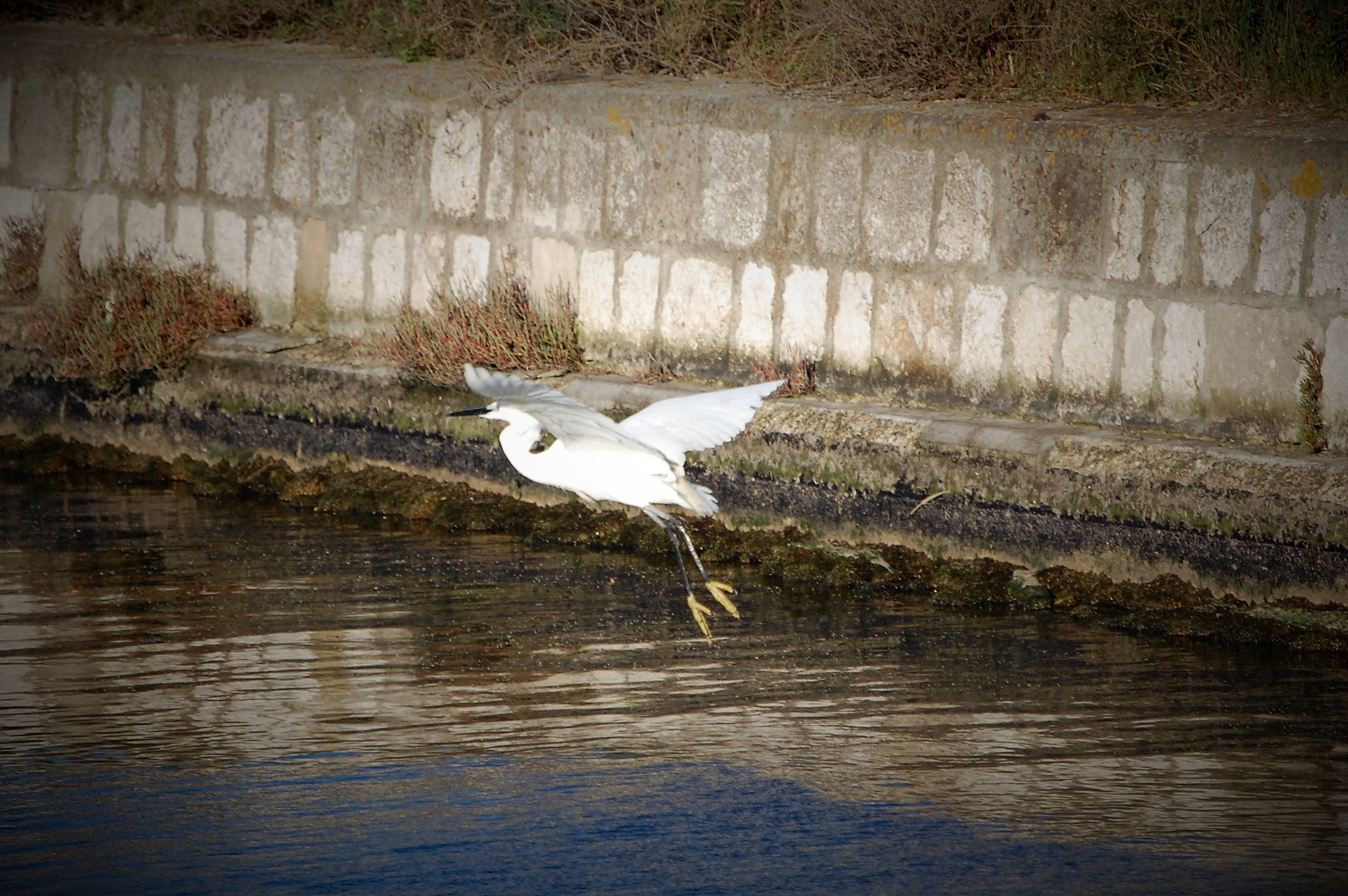 Parco Molentargius Cagliari