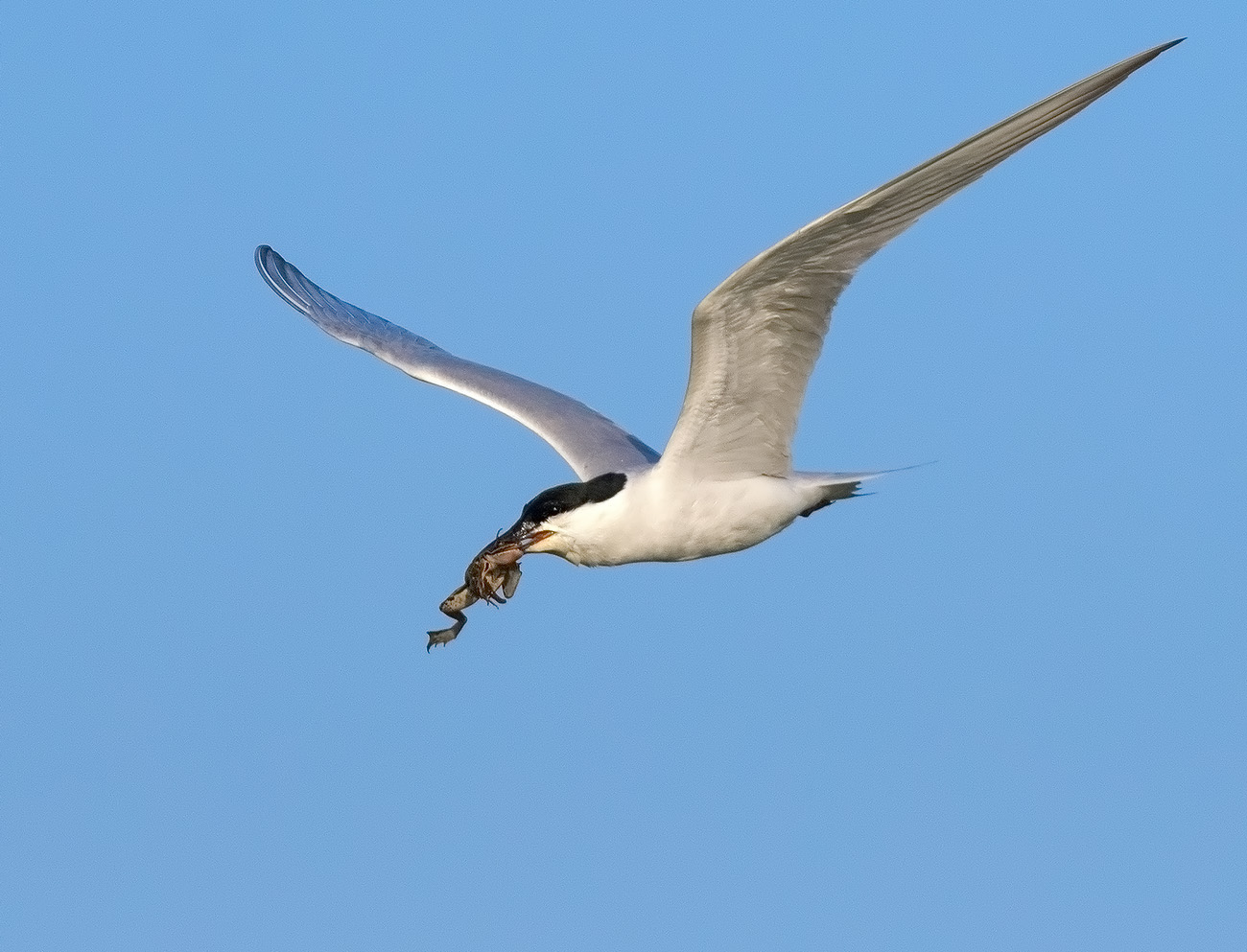 Tern with Prey (Gelochedilon nilotica)