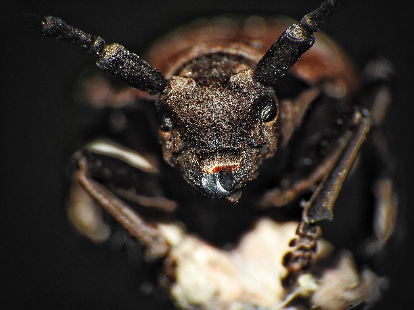 Morimus Asper