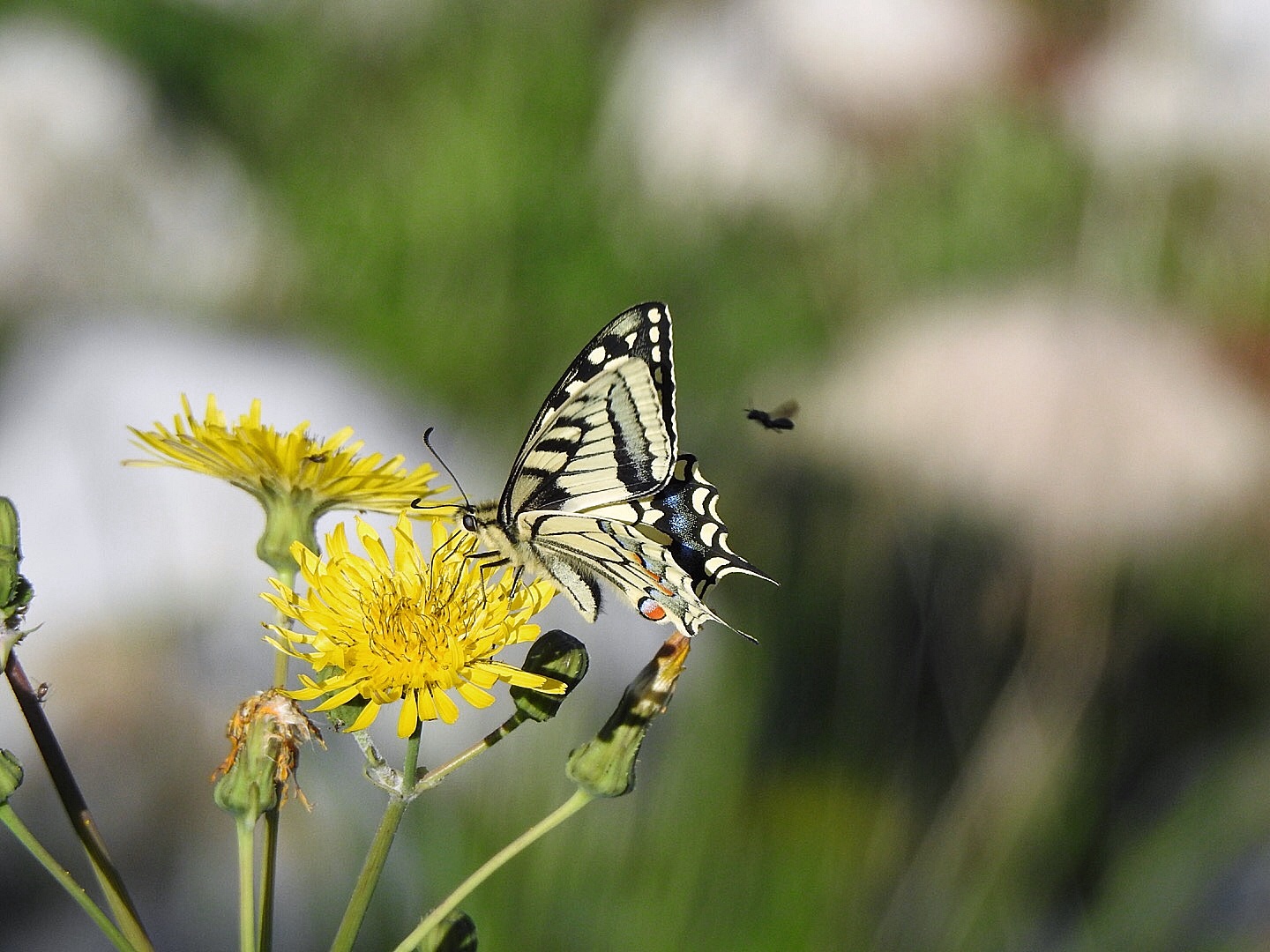 Swallowtail