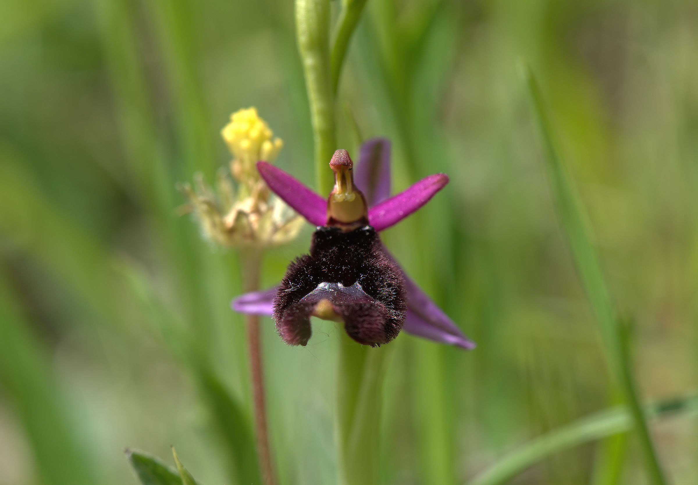 Ophrys bertolonii